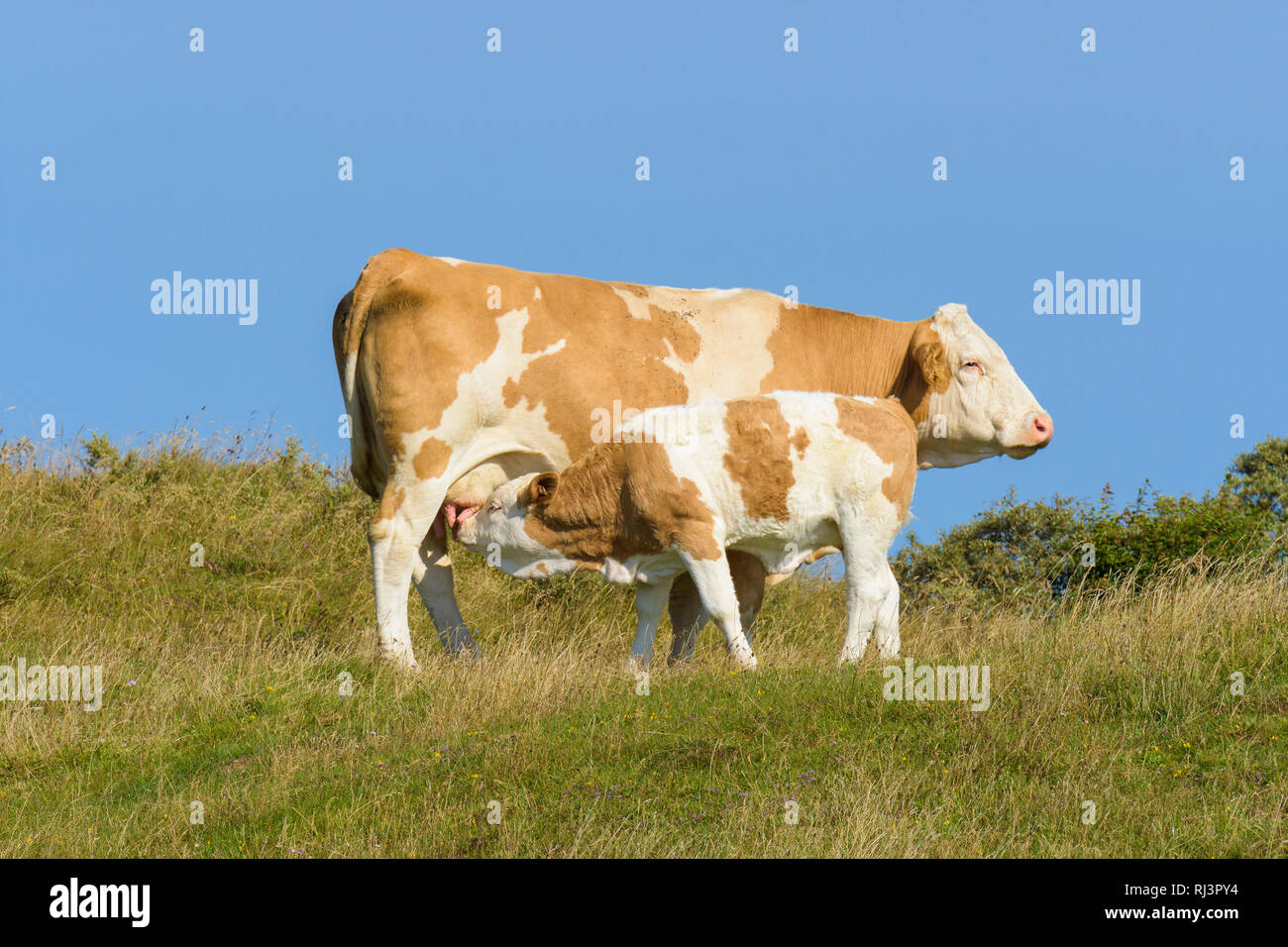 Veau de lait de vache, Rubjerg Knude, l¯kken, Lokken, Nord Jutland, Danemark Banque D'Images