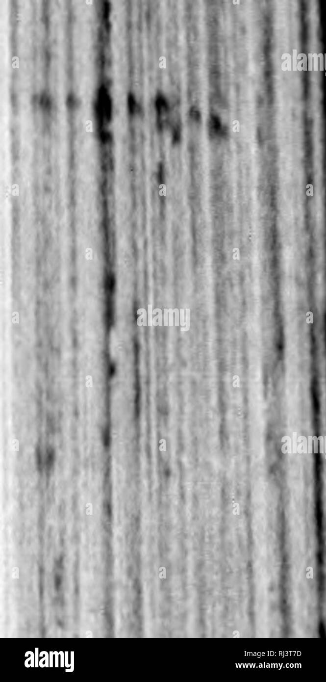 . Le grand jeu de l'Amérique du Nord [microforme] : ses habitudes alimentaires, l'habitat, hante, et caractéristiques : comment, quand et où pour chasser. La chasse, chasse, jeux de chasse, jeux de chasse, chasse, chasse, chasse au gros gibier, chasse au gros gibier. Maïs TJiK AH. 4i ; élève a,i ;(). itartfd LCouj;ar til ,111 Vurk, iiul 1 était de 1"^H de luy ishes ami -iin-il. jusqu' ,/('ii roail, 4. Quand oiriiied à ,y nothin ;^' r' nu, witli Jougar. une femme qu'il spiling illy à ))ssil lt', l)ut k ou déplacer, iized, tandis que ihling avec elle n'a pas r yeux lixed « gan pour marcher 11, mais kei)t Veen et me ^vhile c'était passer je t Banque D'Images
