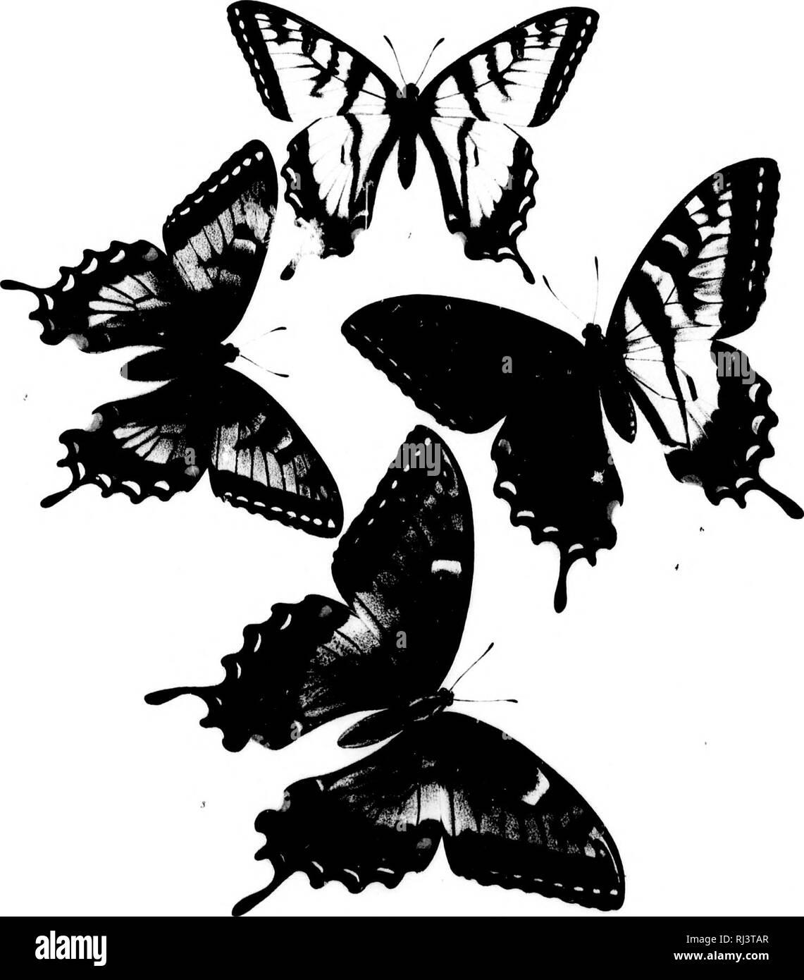 . Les papillons d'Amérique du Nord ; deuxième série [microform]. Les papillons ; les papillons ; Lepidoptera ; Papillons ; Papillons ; Lépidoptères. W :.. ^t n.vh IV Mflrv j'"ai' nous transformer, sous forme de l'Arctique 16., 2 ? Var 39 var. 4 ? Le foi bi-med. Veuillez noter que ces images sont extraites de la page numérisée des images qui peuvent avoir été retouchées numériquement pour plus de lisibilité - coloration et l'aspect de ces illustrations ne peut pas parfaitement ressembler à l'œuvre originale.. Edwards, William H. (William Henry), 1822-1909. New York, Boston : Houghton, Mifflin Banque D'Images