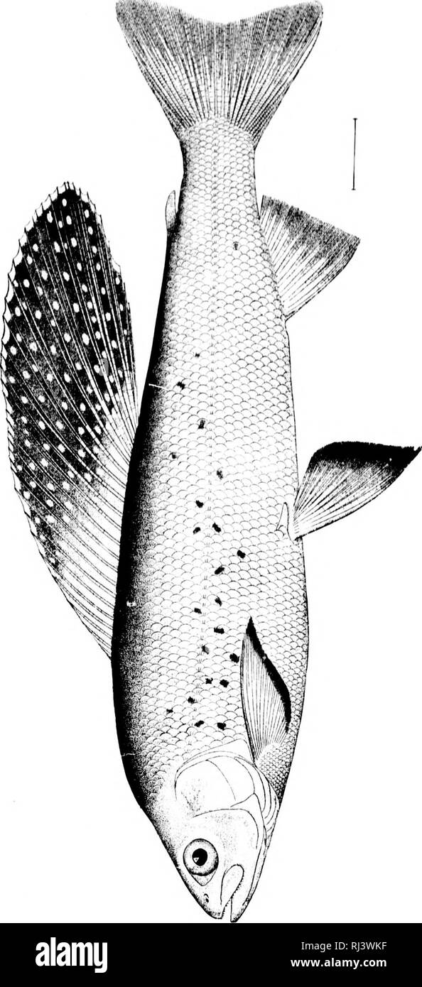 . Contributions à l'histoire naturelle de l'Alaska [microforme] : résultats d'enquêtes effectuées principalement dans le district du Yukon et des Iles Aléoutiennes effectuées sous les auspices de l'information publique, Armée des États-Unis, qui s'étend de mai 1874 à août, 1881. Botanique ; Mammifères ; poissons ; Oiseaux ; botanique ; Mammifères ; poissons ; Oiseaux. CoDtrib, Nat. ilUt. ^lliiiiku Tiinivr-.. 13 de la plaque. )T'ai l'. u z o D X H. Veuillez noter que ces images sont extraites de la page numérisée des images qui peuvent avoir été retouchées numériquement pour plus de lisibilité - coloration et l'aspect de ces illustrations ne peut pas par Banque D'Images