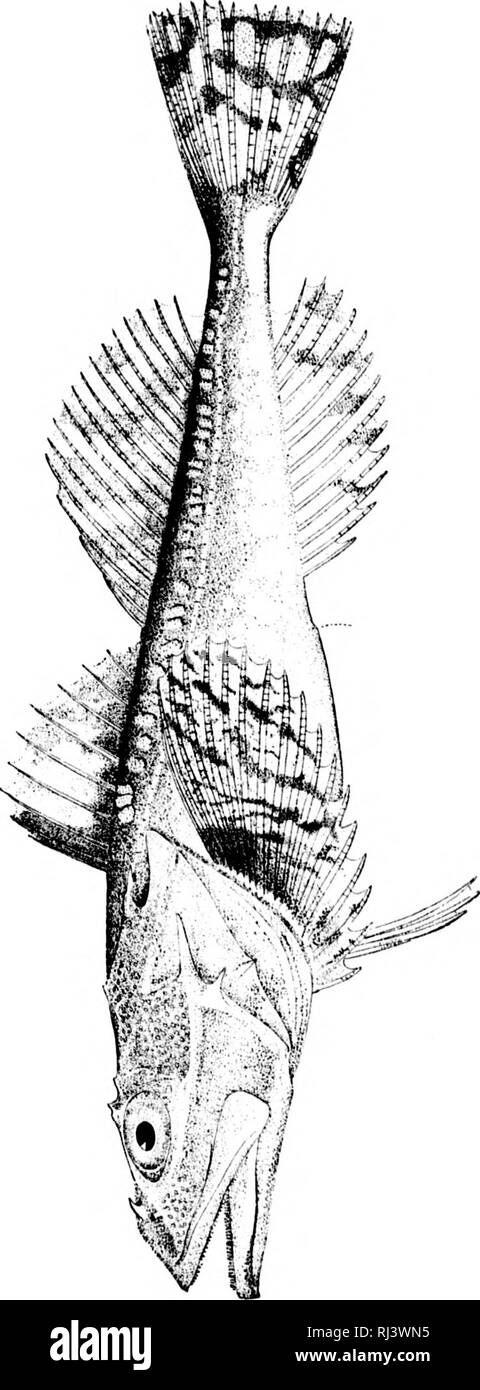 . Contributions à l'histoire naturelle de l'Alaska [microforme] : résultats d'enquêtes effectuées principalement dans le district du Yukon et des Iles Aléoutiennes effectuées sous les auspices de l'information publique, Armée des États-Unis, qui s'étend de mai 1874 à août, 1881. Botanique ; Mammifères ; poissons ; Oiseaux ; botanique ; Mammifères ; poissons ; Oiseaux. Coutrib. Nat. ll"t. De l'Alaska.-Turner. 7. Plaque. a D X CO S H H O Veuillez noter que ces images sont extraites de la page numérisée des images qui peuvent avoir été retouchées numériquement pour plus de lisibilité - coloration et l'aspect de ces illustrations ne peut pas parfaitement re Banque D'Images