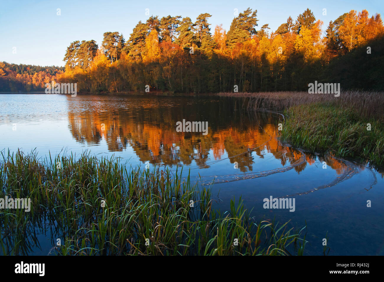 Herbstimpression suis Pinnsee, Banque D'Images