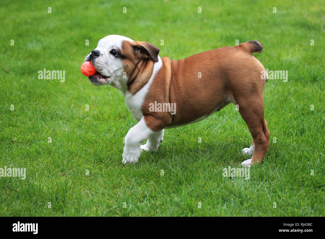 Amerikanische Bulldogge mit Ball steht auf Wiese, Banque D'Images