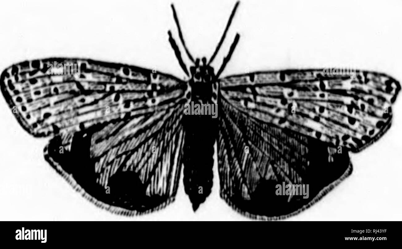 . Les papillons du Canada [microforme] : avec des descriptions de leur couleur, leur taille et les habitudes, et la nourriture et la métamorphose de leurs larves. Les papillons ; Papillons ; insectes ; Papillons ; Hétérocères ; Insectes. 34 L'IhilUrjUi jifiNs et les mites (l)i;i()i'i';Ai.. Dcioficia lulla. iiitiful Dciopcia-.Sc. Tin's très joli iiKjth exp.inds un pouce environ la moitié d'un ami ; l'avant-vin & lt ;^^p arc jaune foncé, traversée par six bandes blanches, sur lesquelles se trouve une rangée de points noirs ; les ailes postérieures arc écarlate, bordés de l^manque ; le thorax est 'ted avec noir ; le corps est blanc, hlies f j'-ily à septembre. Banque D'Images