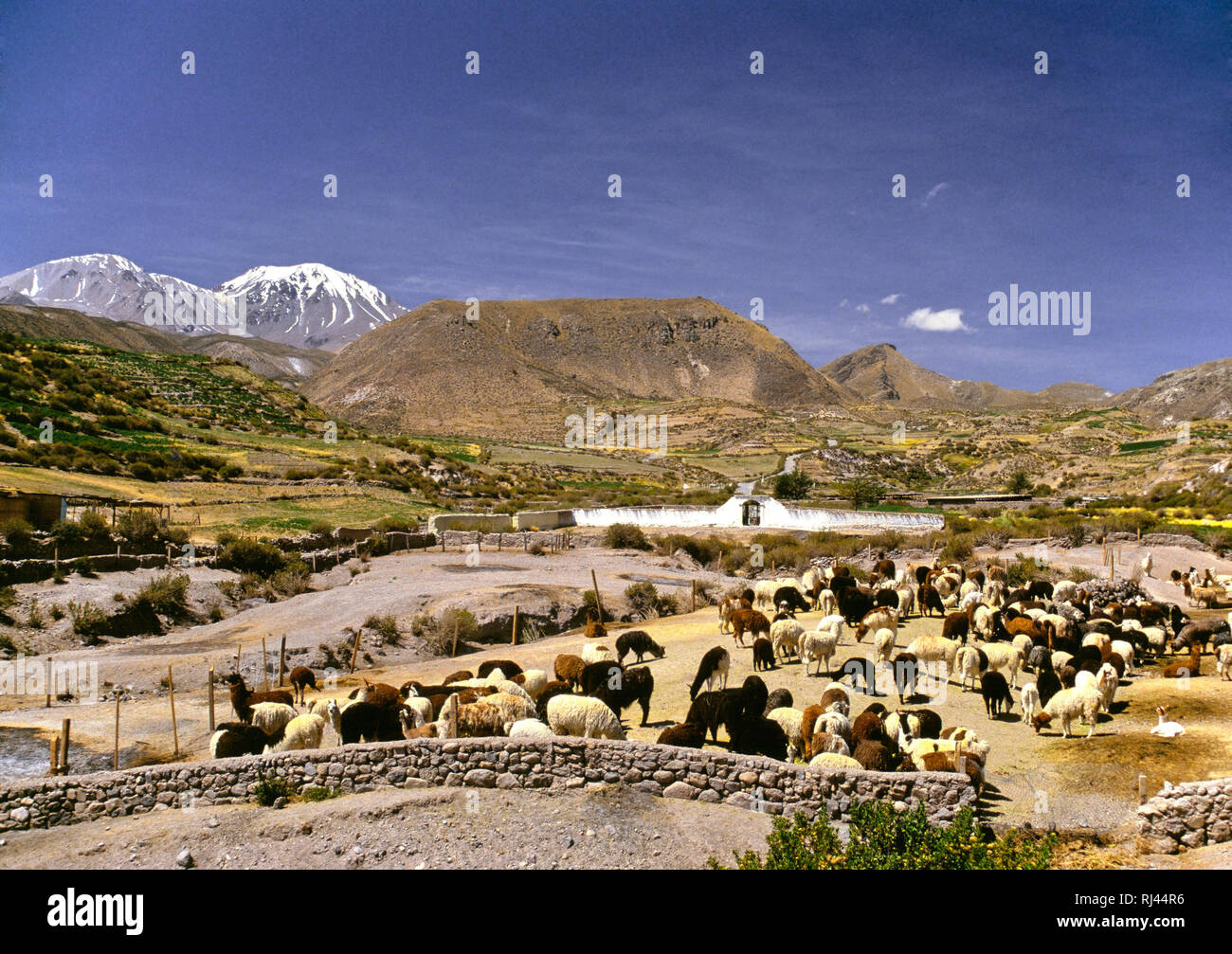 La Ferme des lamas, Putre, Chili Banque D'Images