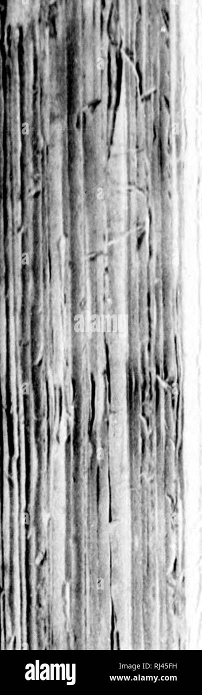 . Les poissons d'eau douce du Canada [microforme]. Poissons ; Poissons d'eau douce ; poissons ; poissons, l'eau douce. fTWTT. IM.W |iÃ®j&gt ; j ij 818&gt ;;s l'oissoxs rcvii Ici Jf'CVIM Ã mes notes ilr voyai^c. li'l'Itaiumim l'st la j&gt;rn|,ii,'.ti. ,1,. M. Miclii'l niais, (11- l'uTtliici (t-n), liant sur la rtalili ('je pÃªches, mesurant en tout 100 (|-natre vint:ts tirasses, mais ils n'nnt pa^ ('â¢tÃ©' heureux, n'ayant capturi'' (pie dix. liarils lors(pie leur pi êtes smi ue- nun'cimpiante harils ait au moins chai|Ue aimÃ©e, L'ik ; annÃ©e niÃ©iiiu, li- pÃ¨re ue un marin(''Jus(|u'Ã 100 cimpiante harils. Banque D'Images