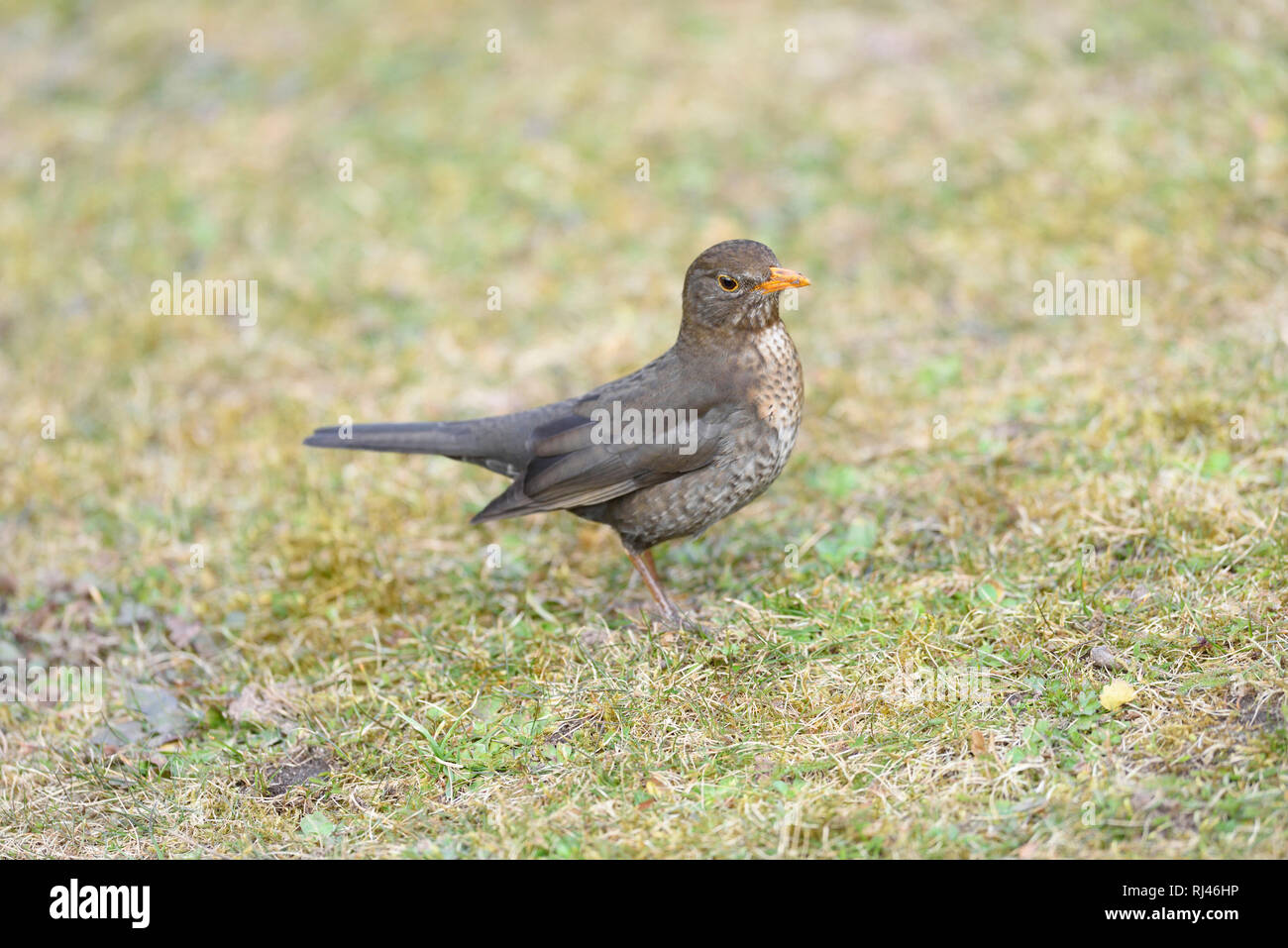 Amsel, Turdus merula, Wiese, seitlich, stehen Banque D'Images