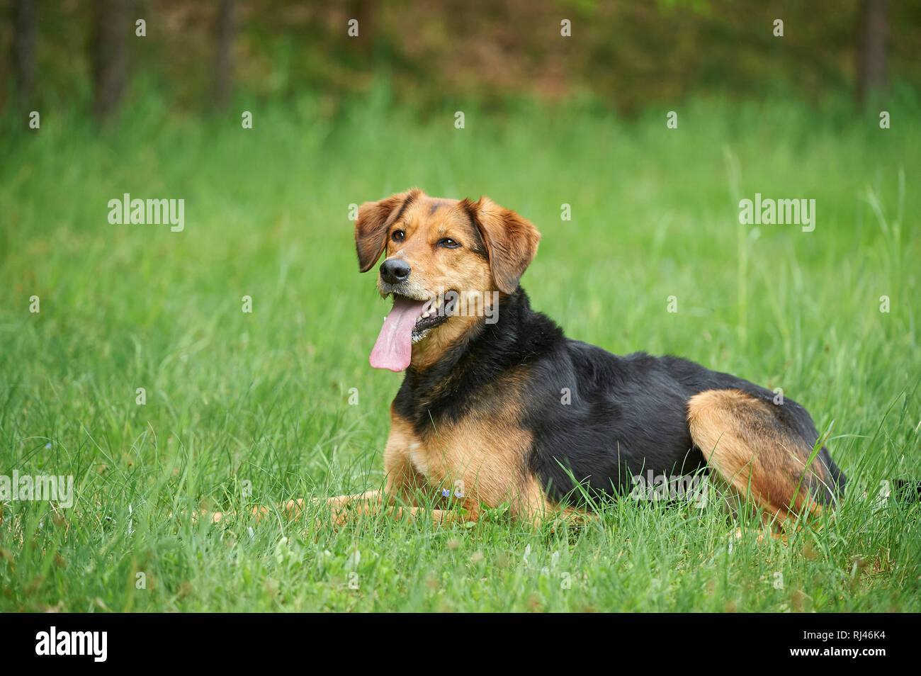 Mischlingshund, Wiese, seitlich, liegen, Blick Kamera Banque D'Images
