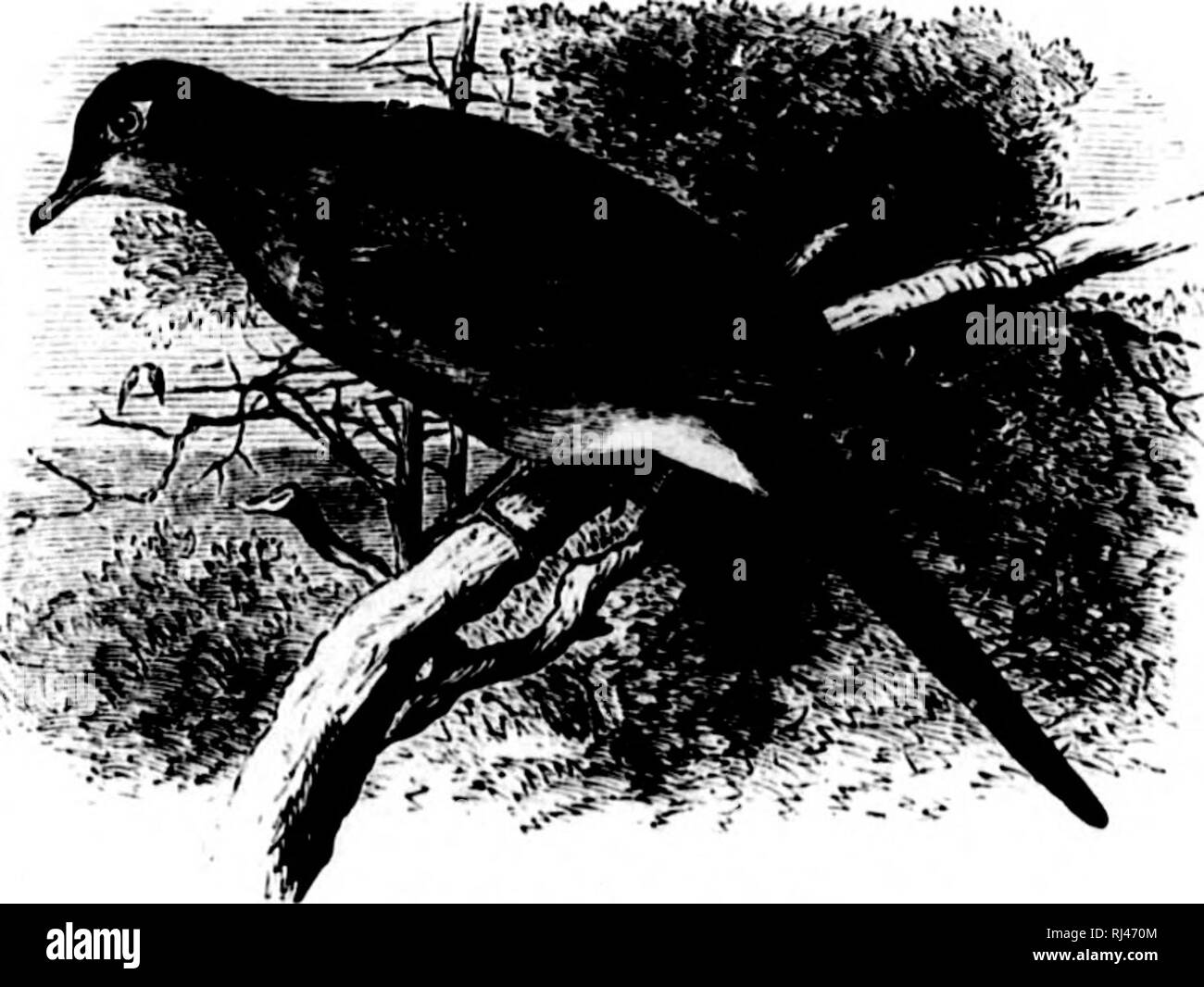 . Une histoire d'oiseaux de l'Amérique du Nord [microforme] : les oiseaux terrestres. Les oiseaux ; ornithologie ; Oiseaux ; Ornithologie. COIJ WllMDJ' ; -TUi : J'KiKU.NN 383 Zenaidura carolinensis, Hdnap. CASOLINA OU CONJOINT DE Colombe. Ohtidhit enrolinntsii '.', Linn.kl's, Syst. L'écrou. I, 1700, n°, iiSO :;7. Â Latham, Iiul. II, 17'JO, 013. Â La blr.s(.s, Am. Orii. V, 181:2, !)], A. xliii. - Au n. Oni. ^ vmx. 1, Iasi, HI ; V, 1S39, 555, jil. xvii.âXriTAl.l,, ^Maii. I, 18;52, (&gt;20. 'J'lirhir citroën/iiicii.iis, ISiilssun, I, 11, paragraphe 1, jil. viii. L'r/n/ii.i/est/iiiriisi (â iini.i, liicil. Liste, lS:i7. Â I'liis. Iliiils Aiiicr. V, ISl'J, Mo, 1)1. Banque D'Images
