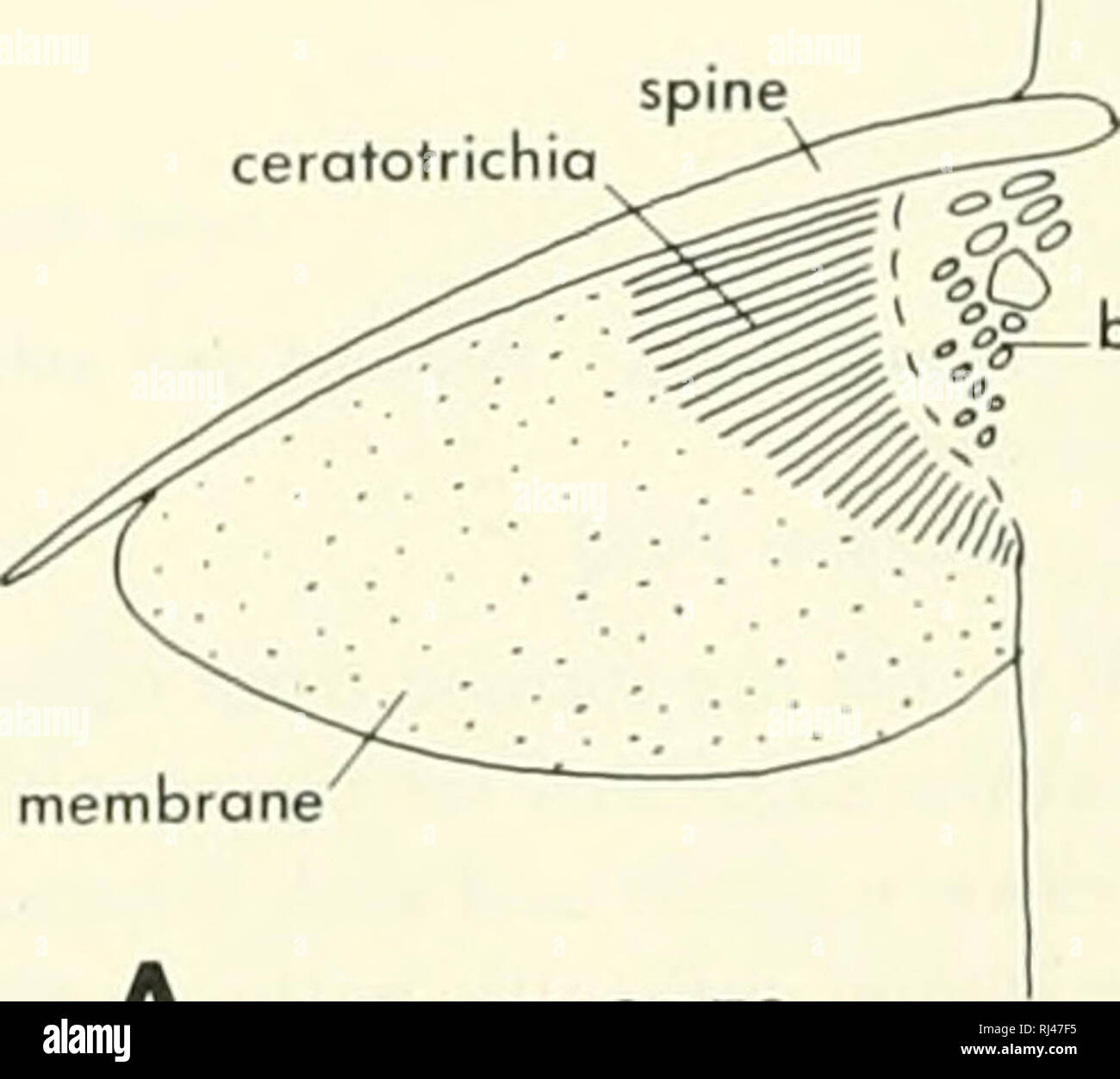 . La morphologie des chordés. La morphologie (animaux) ; français. PLEURACANTHUS CLADOSELACHE Figure 6-72. Ceinture pectorale et les ailerons de requins fossiles. A, P/euraconthus ; B, C/odose/ache. Après une (Goodrich, 1930 ; B ofter Doyen, 1909) du point de fixation est haut sur le centrum. Le para- pophysis peut alors agir comme le point de fixation des deux côtes ventrales et dorsales, comme c'est le saumon. On pourrait supposer qu'à l'origine, points distincts d'au- tachment pour chacune de ces côtes, l'parapophysis desservant la côte dorsale et ventrale de l'hemapophysis desservant la côte, comme dans Polypterus. Un tel v Banque D'Images