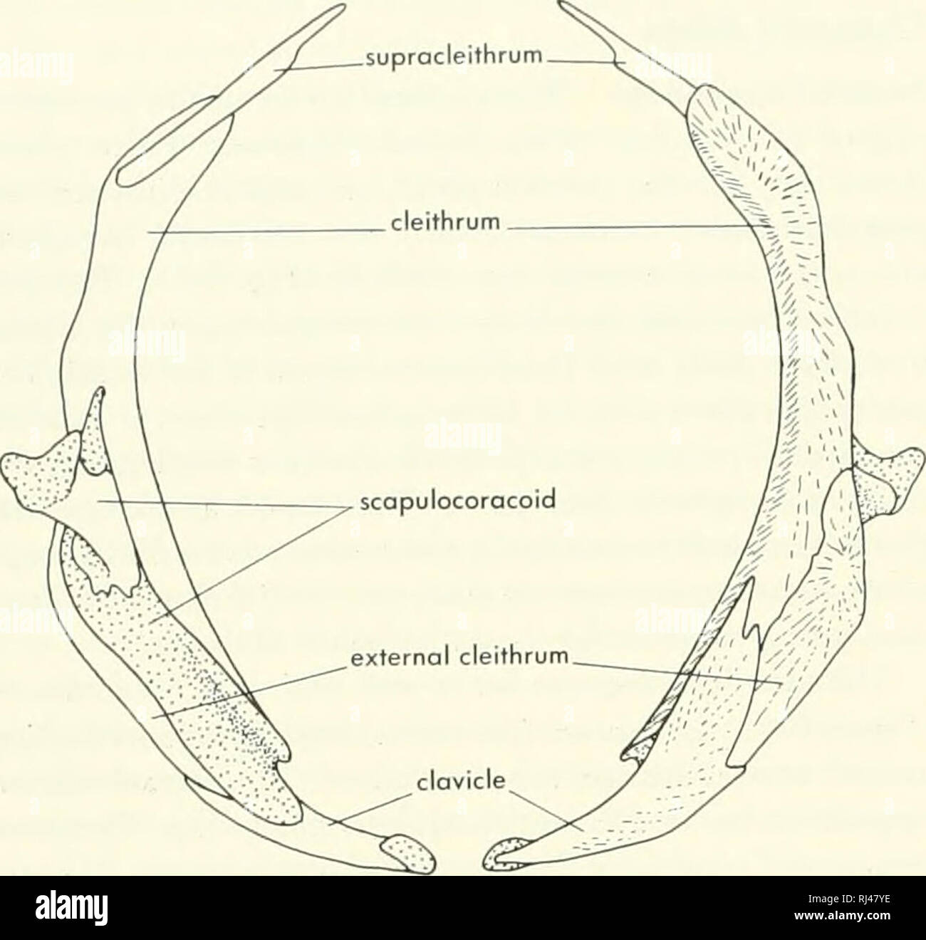 . La morphologie des chordés. La morphologie (animaux) ; français. A B Figure 6-59. Ceinture pectorale de Latimeria. A, vue latérale ; B, vue médiale de la moitié gauche de la ceinture. (Après Millot et Anthony, 958) et à la marge postérieure du crâne, à l'os exoccipital latéral. Cleithrum le est beaucoup réduit, tandis que la clavicule s'étend de près de la fin de la dorsale à cleithrum près de la ligne médiane ventrale. Le scapulocoracoids cartilagineux sont petites et rejoint l'autre côté de la ligne médiane ventrale de leur processus de la clavicule. Il est particulièrement intéressant de noter que l'scapulocoracoid articule avec et n'est pa Banque D'Images