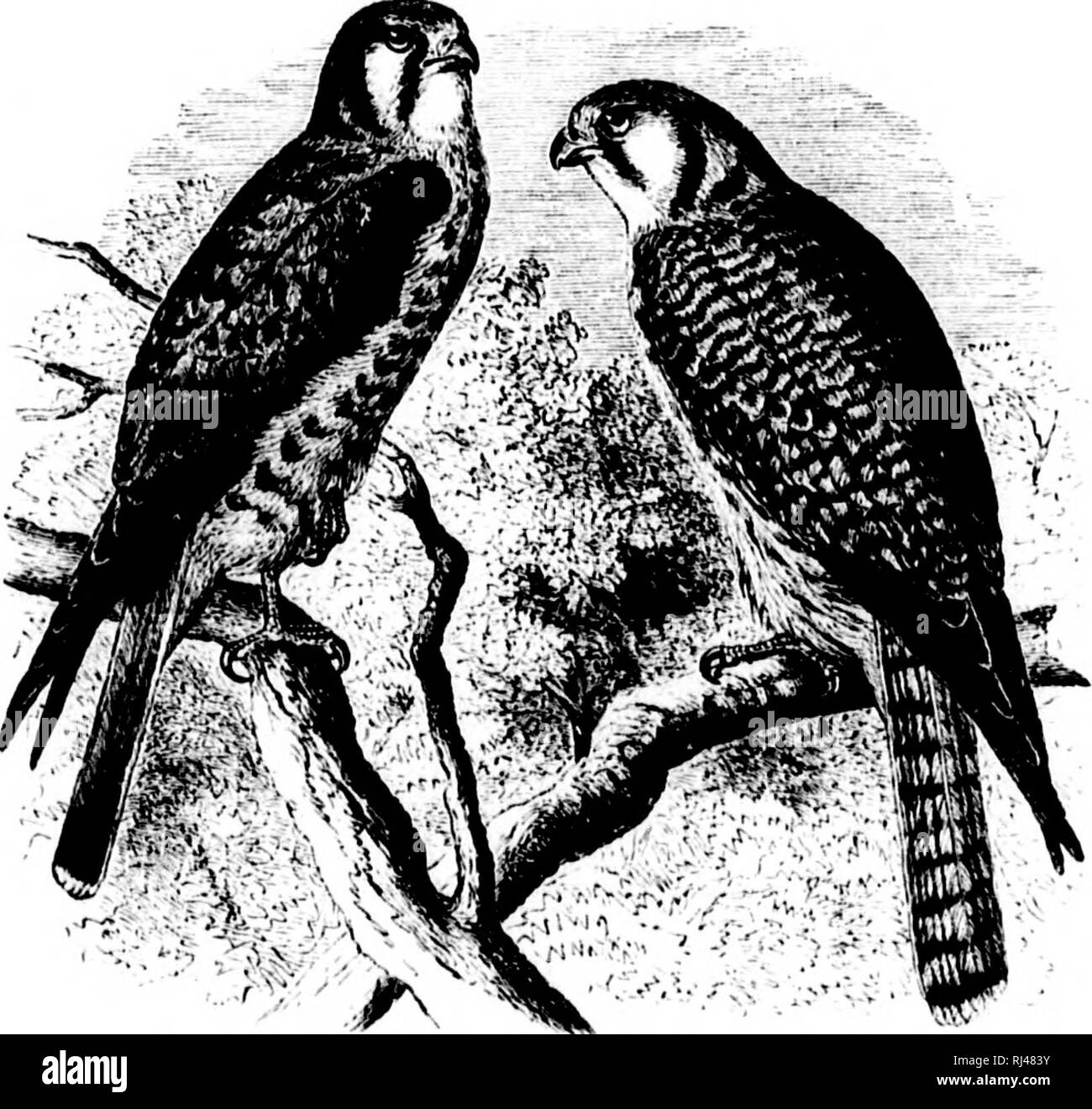 . Une histoire d'oiseaux de l'Amérique du Nord [microforme] : les oiseaux terrestres. Les oiseaux ; ornithologie ; Oiseaux ; Ornithologie. Habitudes alimentaires. L'Épervier d'Amérique a un exteialeil répartition tout au long de la plus grande partie de l'Amérique du Nord, althougli il n'a pas été observé par M. jMacFarlane, ni par une d'autres collectionneurs dans l'Arctique plus re- gie ms, TMI a été elle a rencontré par Monsieur Dall en Alaska. M. IV( !nia- (iitt trouvés il nestirig à F(irt li'esdlution (lal. (I2"), (III Creat Lac des Esclaves, et M : Clark au Fort Jiae. Ce sont les points les plus élevés de wiu'di nous avons tout d'kudwledge sa hav- ment été retracé Banque D'Images