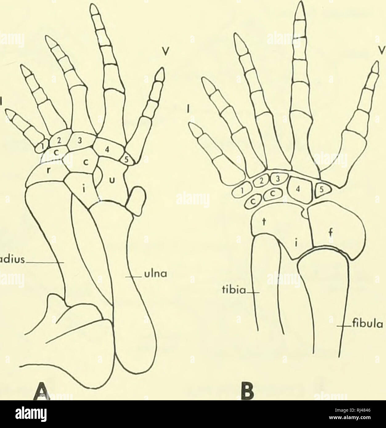 . La morphologie des chordés. La morphologie (animaux) ; Chordés. pisiforme 1' calcifiées péroné Figure 6-54. Manus et pes de Tupinambis, A et B, et Sphenodon, C et D. La structure du carpe au début des reptiles n'est pas clairement révélé, mais une captorhinid pelycosaurs et la (Figure 6-51) sont tout à fait comme Sphenodon. Seymouria semble avoir eu au moins une centrale. Le nombre de chiffres a été cinq de ces reptiles, et la formule phalangienne était 2-3-4-5-3. Plus tard chez les reptiles, y compris les types de vie, une baisse du nombre d'carpais ou des chiffres s'est produite. L'alligator n'speakers Banque D'Images