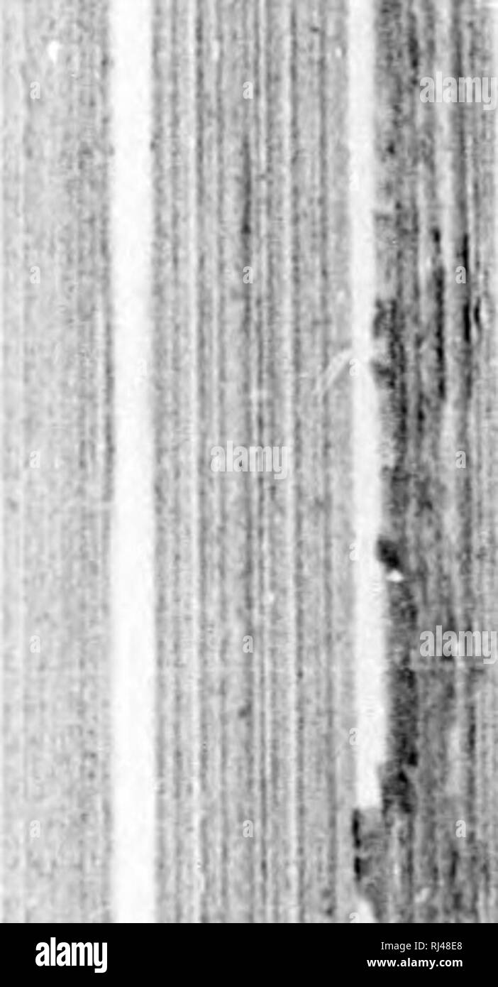 . Cycle biologique des oiseaux d'Amérique du Nord en particulier à leurs habitudes de reproduction et les oeufs [microforme]. Les oiseaux sauvages, oiseaux, Oiseaux, oiseaux. Le grand hibou. UOKNED 881 fins de n'nlificfitioii arc'OLM, chênes, chustiiixts iiiaplns, cendres, pins, épicéas, cèdres, et, et, dans l'ouest plus ot" tlieir ranj^e, platanes et cottonw("od des arbres. Le heif^^ {jround éclairée de l'consichjrably beinjf varie, certains non plus de 10, d'autres ont pleinement !)() jfenerally avcraginjf pieds, tW)m 25 à 40 pieds. Parmi les eculiar nestiuff' ])sites le followiu} ; méritent d'être mentionnés : Le juge John N. Clark, oi' Banque D'Images