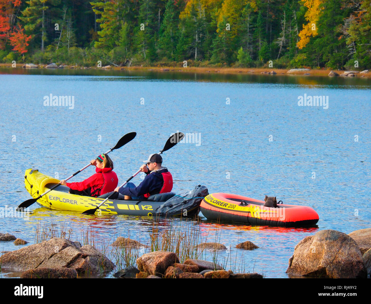 Prendre un chien pour la pagaie, Eagle Lake, l'Acadia National Park, Maine, USA Banque D'Images