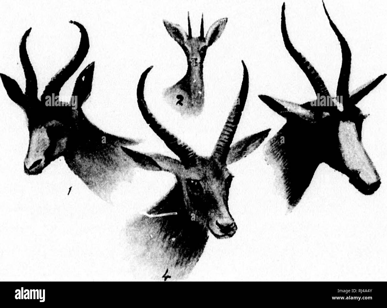 . Tir au gros [microform]. Grande chasse, chasse, chasse au gros gibier, chasse. Tir au GROS CHAPITRE I Â ¢ SUR HIG CHASSE généralement par Cr. ivK Pim.i.L'IIP-Woi.j.KY IR peut être demandé, comme à ces volumes, pourquoi *Tir au Gros' devrait trouver une place dans une scries consacrée aux sports britanniques et des passe-temps, alors que, à l'exception de la red deer, il n'y a pas de grand match en Grande-Bretagne ? Il est vrai qu'il n'y a pas grand jeu à gauche en Grande-Bretagne ; mais si le jeu n'est pas british, ses chasseurs sont, et c'est à peine exagéré de dire que, de toutes les dix soldats errant sur le monde à l'heure actuelle à partir de S Banque D'Images
