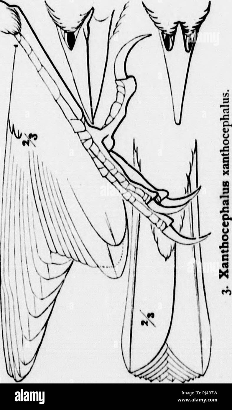 . Un manuel d'oiseaux d'Amérique du Nord [microforme]. Les oiseaux ; ornithologie ; Oiseaux ; Ornithologie. . Veuillez noter que ces images sont extraites de la page numérisée des images qui peuvent avoir été retouchées numériquement pour plus de lisibilité - coloration et l'aspect de ces illustrations ne peut pas parfaitement ressembler à l'œuvre originale.. Ridgway, Robert, 1850-1929. Philadelphia : J. B. Lippincott Banque D'Images