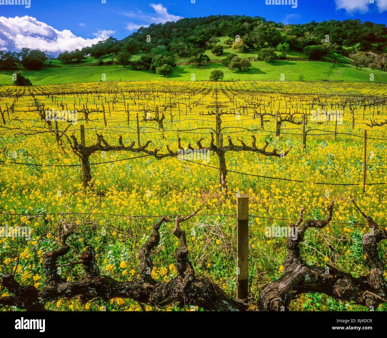 La moutarde, vignes dormantes, Yountville, Napa Valley, Californie Banque D'Images