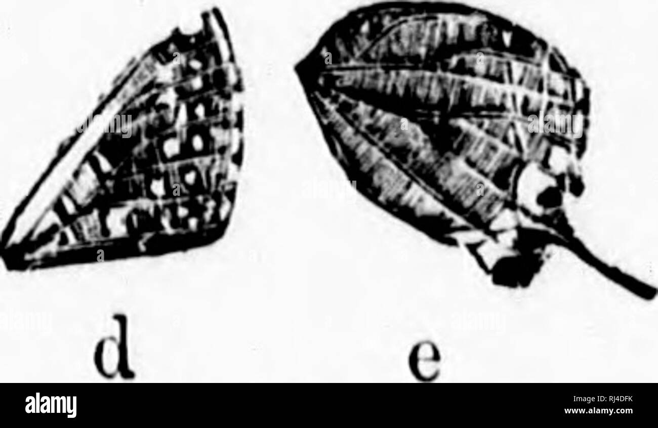 . Un manuel de papillons d'Amérique du Nord [microforme]. Les papillons ; Papillons. a, u|riiii sido, f &gt;re wiiiK. Cliionobas ulilon ; b, Bamc, Libythea : carlnenta Leiuoiiias iiuis ; même, c, même, L. [.almcii : e, Bule, hiiul Thcclafavonius^', win. 329. THECEA Bd-Lec M-ALBUM. White M-ensemencer. Taille, grande. C'est pile, tAvo. Au-dessus de riches, brillant, bleu-violet, très largement bordé sur la marge extérieure, plus étroitement sur le coin supérieur, Avith noir. Sur ses économies au-dessus de la queue, est une tache orange rougeâtre, précédé par Avhite à angle intérieur. Au-dessous, d'un gris brunâtre ; sur les économies d'avancement est un Avhite sur l'unique ligne thir Banque D'Images