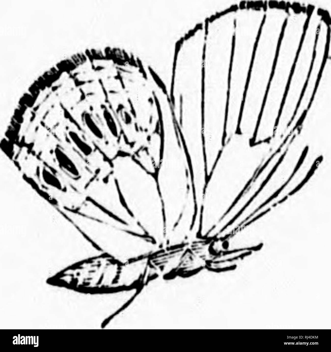 . Un manuel de papillons d'Amérique du Nord [microforme]. Les papillons ; Papillons. Les papillons d'AMÉRIQUE DU NORD. 113 271. VESAGUS Doub-Hew EREBIA. Quatre avec Papillon. Diffère de E. discoidalis à avoir un patch lightish au-delà de la fin de la cellule centrale, et un patch rouge près de l'espace extra-boi-dcr d'aile antérieure contenant quatre points noirs sans blanc les élèves. Élargit 2.00. Habi- tat, de l'Amérique britannique. 272. EREBIA ROSSII Curt. Ross' Papillon sombre-. Brun foncé au-dessus, avec un double point rougeâtre près de l'apex, les di- vision de qui contient un blanc-pupiled point noir. En dessous, des taches sur l'aile avant, répétées et Banque D'Images