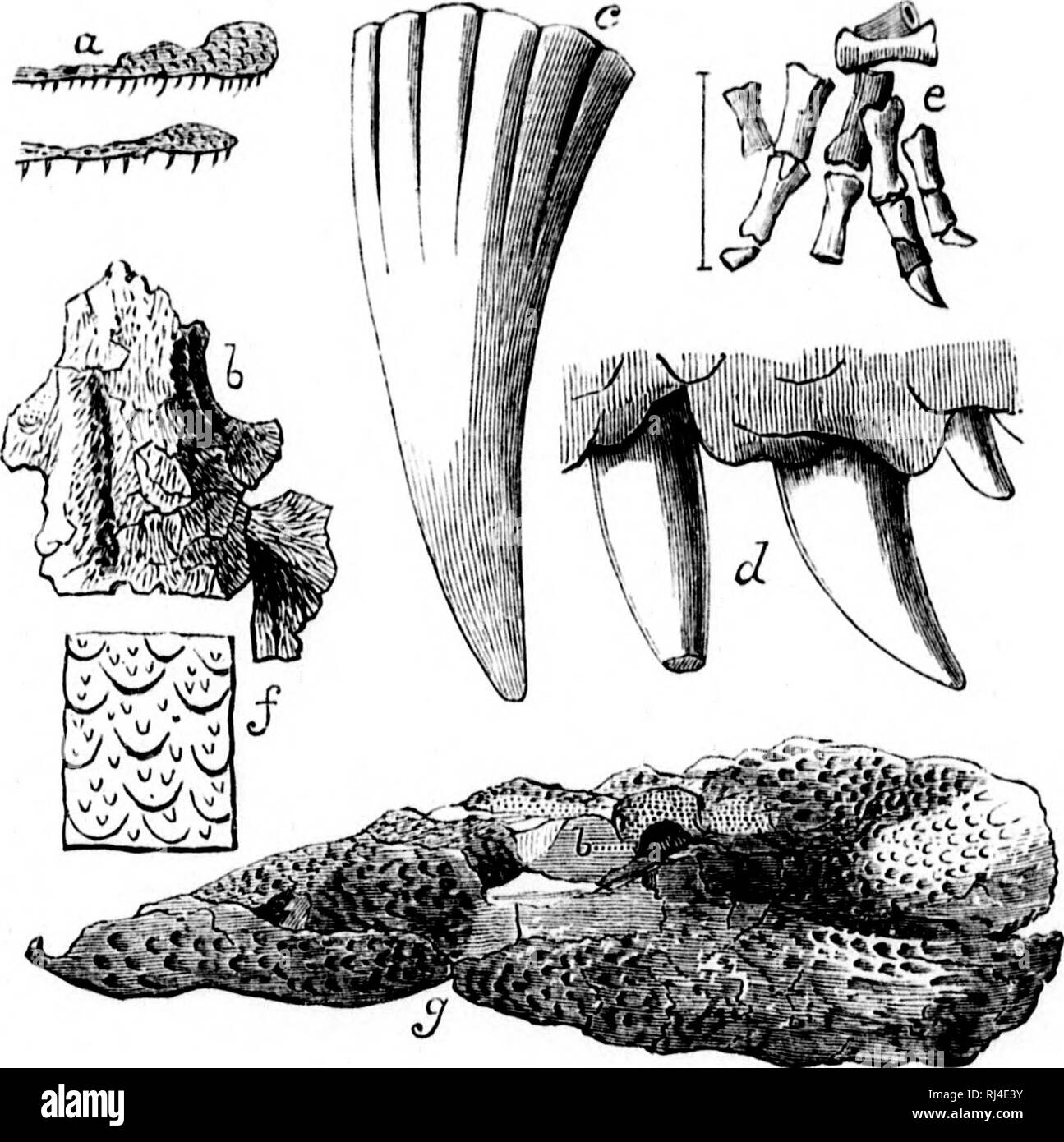 . Géologie acadienne [microforme] : la structure géologique, de restes organiques et minérales de la Nouvelle-Écosse, du Nouveau-Brunswick et de l'île. La géologie, la paléontologie, la géologie, la géologie ; géologie ; PalÃ©ontologie ; GÃ©ologie ; GÃ©ologie. y. ANnfAI terre u.S DU C(tAI&Lt ; J'EKIOI), 309 I possèdent de petits os de la mâchoire, aliout endrerpclnn J)La taille de ceux de cette espèce, mais avoir les dents de forme similaire à t(i ceux des grandes espèces ; ces 1 suppose d'avoir appartenu à de jeunes individus. Les formes de l'os de la mâchoire et de l'vcrtebraj seapidar, côtes, os, os des membres inférieurs, et bony Banque D'Images