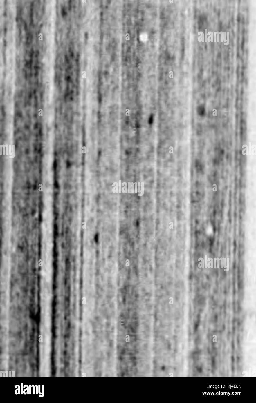 . Petite faune entomologique du Canada et particuliÃ¨turation de la province de QuÃ©bec [microforme] : tome II comprenant les orthoptÃ¨res, les nÃ©vroptÃ¨res et les hymÃ©noptÃ¨res. ¨OrthoptÃ vroptÃ res ; NÃ©res¨¨noptÃ ; HymÃ©res ; Insectes Orthoptères ; ; ; ; Insectes Névroptères Hyménoptères. ¯Ã J U I * â â¢l.i. l^^. M "Â" : 2t IIY.AfftNOrTÃllKF, ailes nn lion d'avoir ri'curroiito norvuro unn Ã¹ lu 2t&gt ; et j;j, 3e, ciihitale iveiies les ont toutes doux par la iÃ®Â"^ ; (l.f cellules radiales et la parlaitcs eiÃ®Uule lancÃ©olÃ©e pn-squ. leriÃ ;®iÃ©e, Ã la base avec trausvt^rsale nue nervure ol)Li(dans Banque D'Images