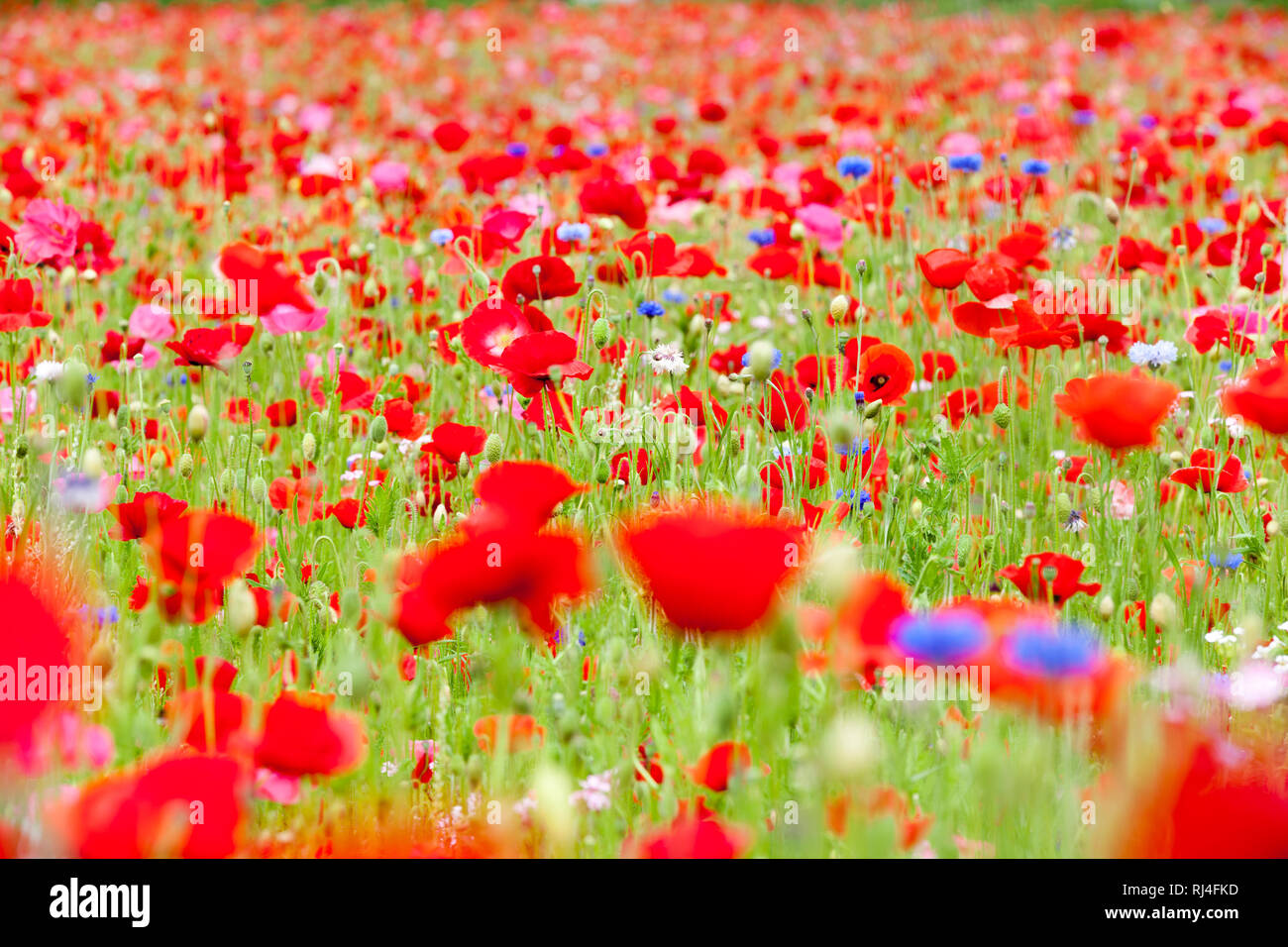 Blumenwiese, bunt, Mohnblumen, Kornblumen Banque D'Images