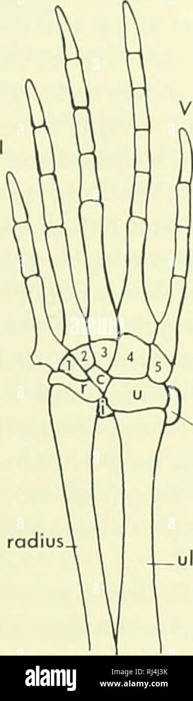 . La morphologie des chordés. La morphologie (animaux) ; français. 'Â- â pisiforme angle tibio radius ulna. Veuillez noter que ces images sont extraites de la page numérisée des images qui peuvent avoir été retouchées numériquement pour plus de lisibilité - coloration et l'aspect de ces illustrations ne peut pas parfaitement ressembler à l'œuvre originale.. Jolie, Malcolm. Reinhold, New York Banque D'Images