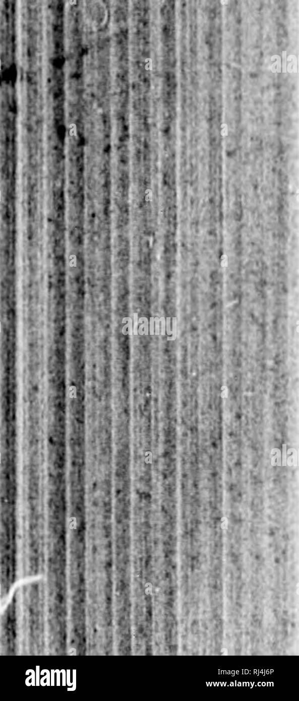 . Cycle biologique des oiseaux d'Amérique du Nord en particulier à leurs habitudes de reproduction et les oeufs [microforme]. Les oiseaux sauvages, oiseaux, Oiseaux, oiseaux. I, 198 niHTOlMKH NOKTII AMKHICAN LIFK OK. HIHDS lU'st au moins six ou cijilit yt'iirs, comme dix ou douze adultes et youiif ; ont été tourné en icinity^ près ; l&155;iit tellement timide ont-ils que personne n'eversiispeeteil nestinjjf tlieir jusqu'à ce que le nid était acciiU iitally ountl't'. Une femelle a été tourné en 1S77, et dans anotlier ISTS. Ils ont ensuite déserté la localité, et récemment, j'ai foinid rehuilt whei s'e. Le nestiu" sites étaient dans l)es deux instaiu-es je Banque D'Images