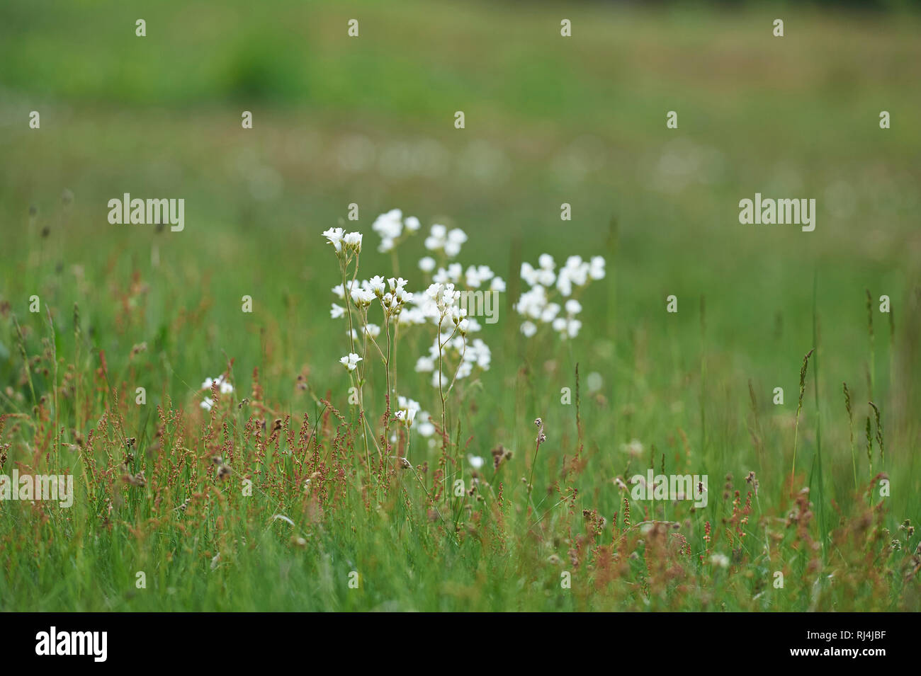 Schaumkraut Bitteres, Cardamine amara, Wildwiese, bl ?hen Banque D'Images