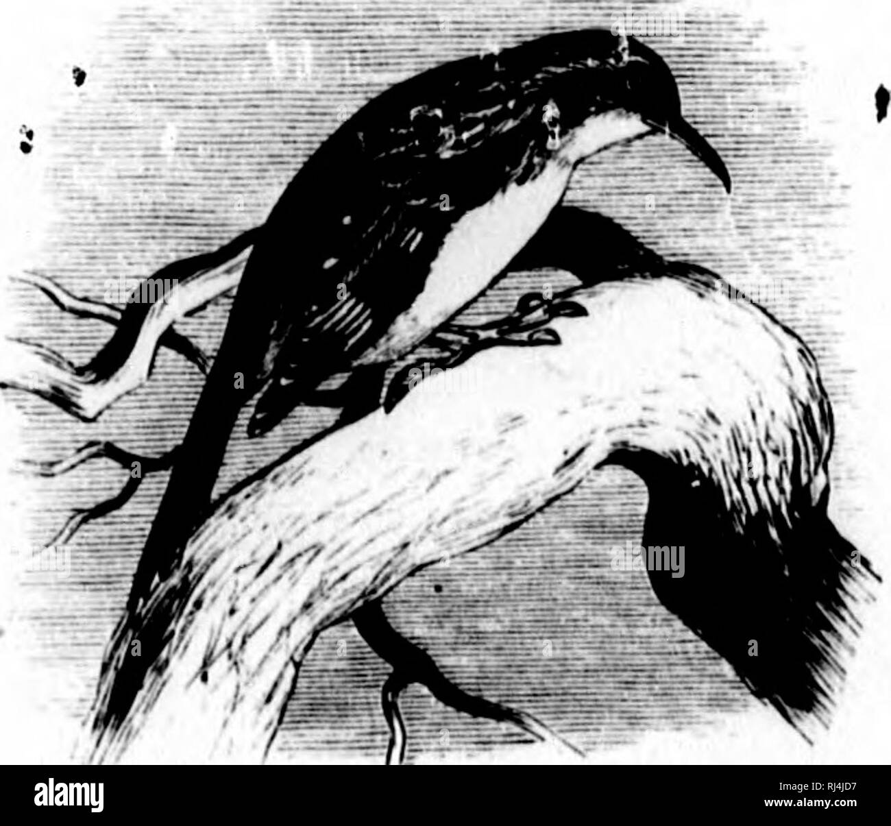 . Une histoire d'oiseaux de l'Amérique du Nord [microforme] : les oiseaux terrestres. Les oiseaux ; ornithologie ; Oiseaux ; Ornithologie. Cfrthin nmiricann. Oknus CERTHIA, Linn. CertlUa Lixn,.duf, Syst. L'écrou. od. 10th, 1758, 112. (Tyjic timilinris, C. J'.) (Set- Reicmkn iiAcu liandbuch-,, I, II, 1853, 25(5, d'une monographie de l'gomis.) Le Général CnAU. Doux plumage et lâche. Le projet de loi tant que tête, non compressé, avec encoche ; .mauvais son deeurved latéral décrit. Narines pas surplombée par I'eatliers, linéaire, avec un client- ineum échelle épaissis, comme dans D-uglodyfes. Pas de poils, et l'rictal loral et plumes -inooth frontale, sans t0 Banque D'Images