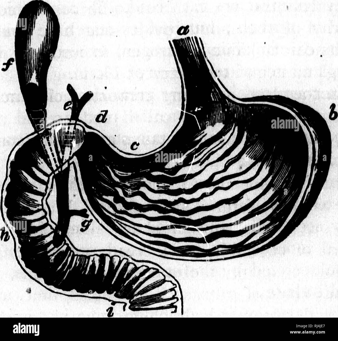 . [Microform] physiologie. La physiologie ; physiologie. La digestion.] LA PHYSIOLOGIE. "317, e). Quand la bile n'est pas voulu, comme lorsque nous jeûnons, il s'éteint par un passage latéral du conduit dans la vésicule biliaire (Fig. 17, /), pour être stockés jusqu'à il y a besoin. ' 49. Quelles sont les utilisations de tous ces jus et les sécrétions ? Pour dissoudre les aliments que nous mangeons.. Fig. 17.-l'estomac mise derrière. tf, l'oesophage ou l'œsophage ; b, une extrémité de l'estomac ; rf, l'autre extrémité se joindre à l'intestin ; ^, gall / conduit, de la vésicule biliaire ; gy le conduit pancréatique ; hy i, l'intestin grêle. Nous mangeons toutes sortes de plats, Banque D'Images