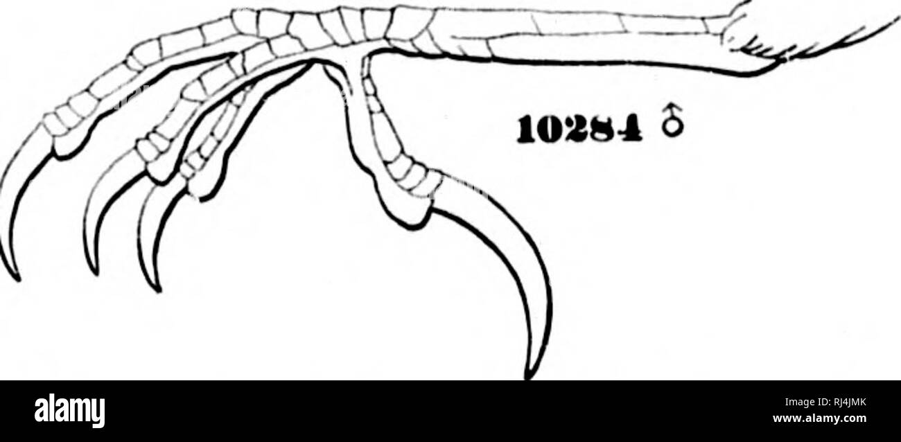 . Une histoire d'oiseaux de l'Amérique du Nord [microforme] : les oiseaux terrestres. Les oiseaux ; ornithologie ; Oiseaux ; Ornithologie. FUING1LLID.E -les pinsons. 113 Le projet de loi de M. J'^Iay,. l'échantillon d'ard est de la taille de celle de plus les pays du nord ; l'iris est décrite par hi:ii comme blanc jaunâtre pâle, beaucoup plus léger que d'habitude. Pipilo maculatus,^ var. megalonyx, Bairu. LONO-BUNTINO TOHI griffus. Pipilo megalo)i)jx, Raiiid, )iiids N. Am. 1858, 515, pi. Ixxiii. - Heehm. X, S, 51 (nid). - Oool'EII, Orii. Cul. 1, 242. Sp. Omble chevalier. Similaire à P. arcticus dans quantité d'wliito scapnlnrs et sur les ailes. Si thi.s foire Banque D'Images