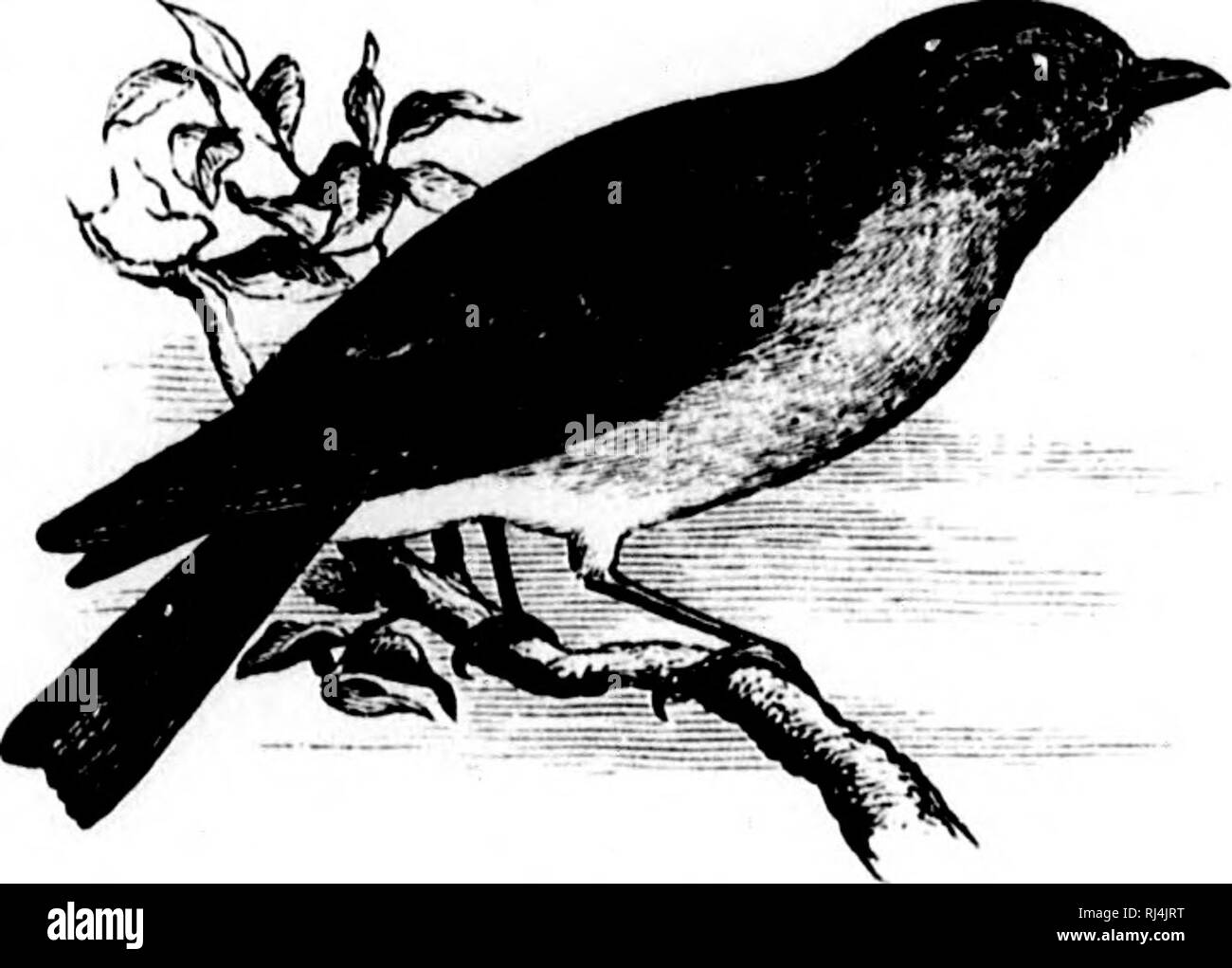 . Une histoire d'oiseaux de l'Amérique du Nord [microforme] : les oiseaux terrestres. Les oiseaux ; ornithologie ; Oiseaux ; Ornithologie. SAXICOLlDyE - TJIE 8AXK'()LAS. 03 Niit. licniiii(l:i, est'i'.t, '2S, (elle ! (RosiiU'Tit de la CHF/iiiililiil. Siih-in xl.ili-t, lyAril. /Hiipr ; .1.1 si.i/j.' !, Ntri'.  ; /Ui/irdCii irilsdiii/Z, Sw. J'iffuics ; ViKii.j.iPT, ois. Am. Je Septembre !, ]il. ci, CII, liii. -Wils. I, pi. iii. ia n. Oiii. Itiiif,'. II, 1)1. ixiii. - III. li. A. II, pi. c.w.viv. - Ddiiiinv, Cal). I, pi. .Ii. Si'. . CiiAii iMilirc u|)p('i- |)iiits, iiicliiilinj wiiif :'-, iiml rdntiiiiious ; tiiil, luiiroini aziiro liliic- iiiid : l Banque D'Images