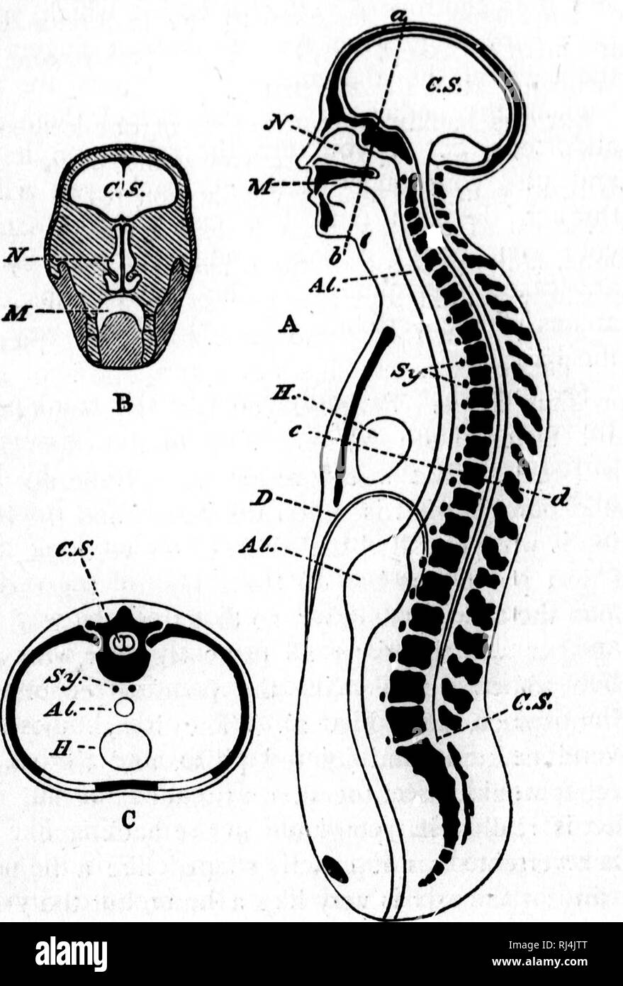 . [Microform] physiologie. La physiologie ; physiologie. SCIENCE 14 amorces, [§n. directement. Le corps rond plat de chaque vertèbre est. . J'" Fig. 2. Une vue schématique, une du corps humain coupé en deux sur la longueur. C.S. la cavité du cerveau et de la moelle épinière ; iV, que du nez ; M^ que de la bouche ; Al. Al. le canal alimentaire représentée comme un simple tube droit ; //, le coeur ; Z&gt ;, le diaphragme. B, une section verticale de la tête est mesurée le long de la ligne ab ; lettres comme avant. C, un sectioa transversales prises le long de la ligne c d ; lettres comme avant.. Veuillez noter que ces images sont e Banque D'Images