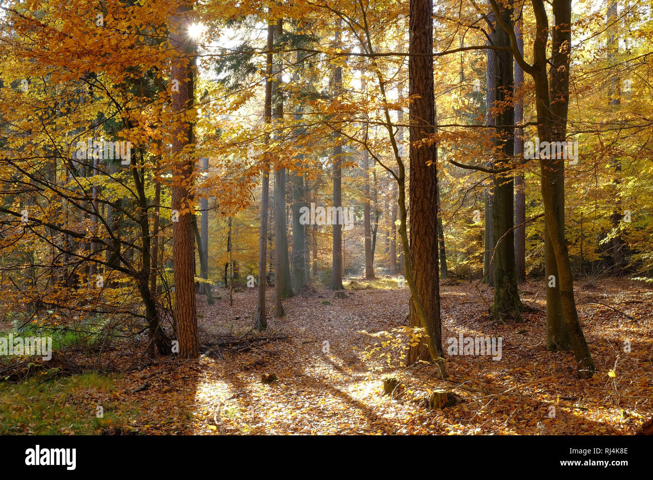 Im Herbst n ?rdlichen Steigerwald, Unterfranken, Bayern, Deutschland Banque D'Images