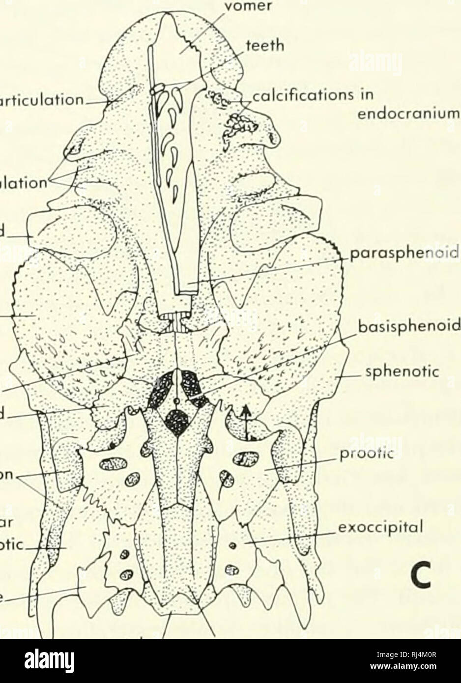 . La morphologie des chordés. La morphologie (animaux) ; Chordés. moxillary endocraniun ^d'articulation en calcifications .V) autopalotine' articulation ethmoïde latéral ./^^ orbitosphenoid couverture pariétal postérieur antérieur orbite orbitosphenoid hyomondibular postparietol upratemporotobula articulation vith attaché pterotic suprooccipitol intercalare. bosioccipital intercalare vertèbre V Figure 5-2. Endocronium du saumon. A, vue latérale ; B, vue dorsale ; C, vue ventrale. bien sûr, est formée par un processus de croissance prootique la marge antérieure de la capsule otique pour répondre à un processus de base de la para Banque D'Images