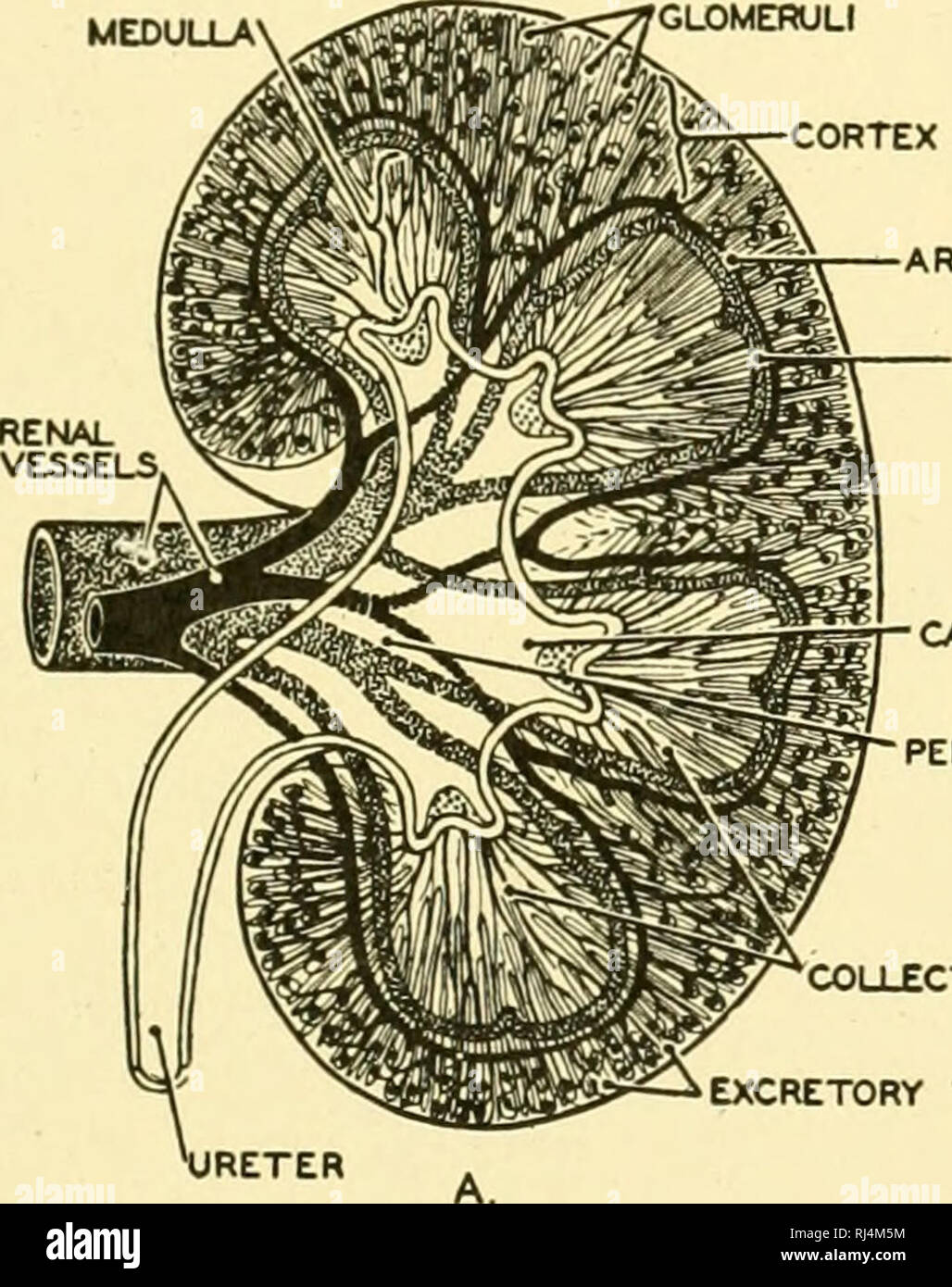 . Anatomie des chordés. Cordés ; anatomie, comparatif. Le système urogénital 305 unités fonctionnelles du rein. Dans le cortex rénal, le tul)ules sont compliquées et connecté avec noeuds de capillaires sanguins, les glomérules. Les pyramides, d'autre part, constituent principalement de recueillir directement les tubules, qui s'ouvrent sur le bassinet par de nombreuses ouvertures situées aux extrémités des papilles. Chaque tubule rénal commence dans une capsule sphérique entourant une glomeru- lus, la structure qui est connu comme un corpuscule rénal, (Fig. 271) La résiliation d'un tubule proximal est une capsule de Bowman (Fig. Banque D'Images
