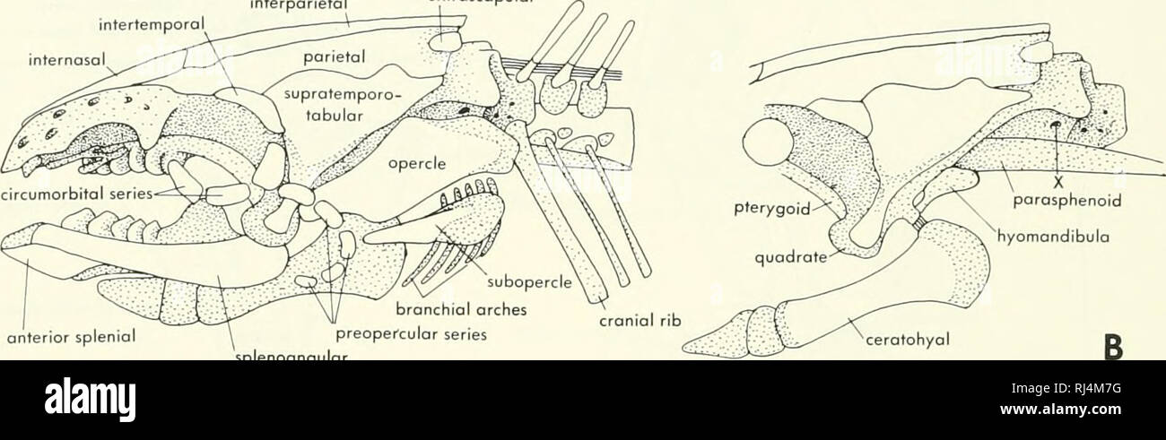 . La morphologie des chordés. La morphologie (animaux) ; Chordés. le carré à l'oreille de capsule. Le blastème de processus ptérygoïde avant par rapport au carré d'une région à l'extrémité de l'orbitonasal processus mais plus tard disparaît. L'origine de l'hyomandibula o{ Neoceratodus a été parfaitement décrite. Il y a plusieurs centres de chondrification impliqués dans la région supérieure de l'arc hyoïdien. Le premier à chondrify est l'symplectiques. Il est suivi par l'pharyn- gosuprahyal, l'epihyal, et le laterohyal, qui est un nouveau développement dans le tissu dermique. Le suprahyal pharyngo- d'abord est cont Banque D'Images