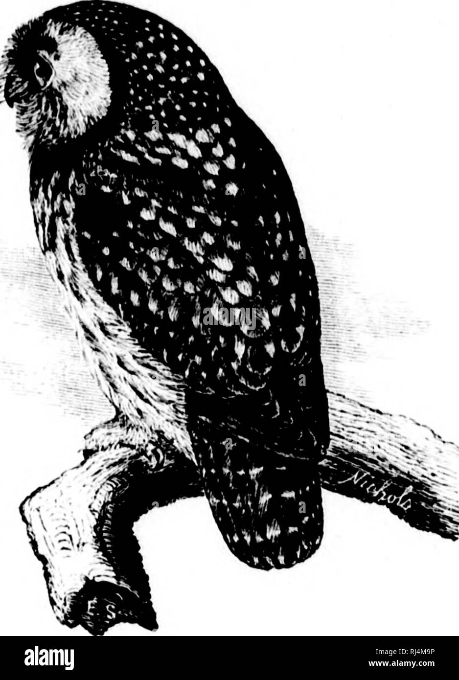 . Un manuel populaire de l'ornithologie des États-Unis et du Canada [microforme] : basé sur le Manuel de Nuttal. Les oiseaux ; oiseaux ; ornithologie ; Oiseaux ; Oiseaux ; Ornithologie. RICHARDSON'S OWL. SPARROW OWL. NVCIALA MALMl RKIIARDSOXI illNd.. CiiAR. Au-dessus, brun foncé tachetées de blanc ; bene.ith. white cstr.iked with brown ; jambes et pieds de l)uffy, parfois sjiotied. -Siniilai t(j'ai vu l'IHE- ln.t, !avec plus de l'iut sur liead blanc et du cou. Longueur 9 u&gt ; 12 pouces. AV./. Dans un arbre ; de l'herbe et les feuilles. /Â :--s. 2-4 ; blanc ; 1,35 X 1,15- c'est un petit et les espèces nocturnes, et à tel point qu'il whni acci Banque D'Images