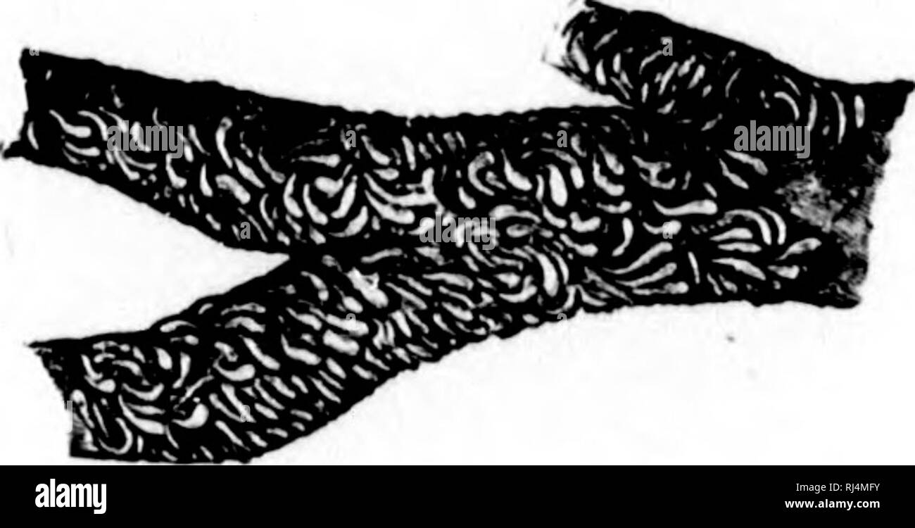 . L'agriculture [microform]. L'agriculture ; l'Agriculture. Les INSECTES DE THIC VERGER. IH roLigli l)arche. Si vous les iij) avec votre pctiknifu vous trouvez. Fig- 57--écorce couverte de larve ; d'oyster shell-poux l'écorce. qu'ils ne sont pas l'écorce rugueuse, l)ut échelles. Que sont ces petites écailles ou de coquillages ? Comme le temps devient plus chaud peu insectes blancs sortir de dessous ces coquilles, et d'un cou[)le oi jours l'écorce fourmille de vie. Puis ils s'installent, prendre leur petit bec dans la douceur de l'écorce, et sucer la sève de l'arbre. À la fin de l'été nous trouvons les écailles avec un nid Oeufs ot en dessous. Prot Banque D'Images