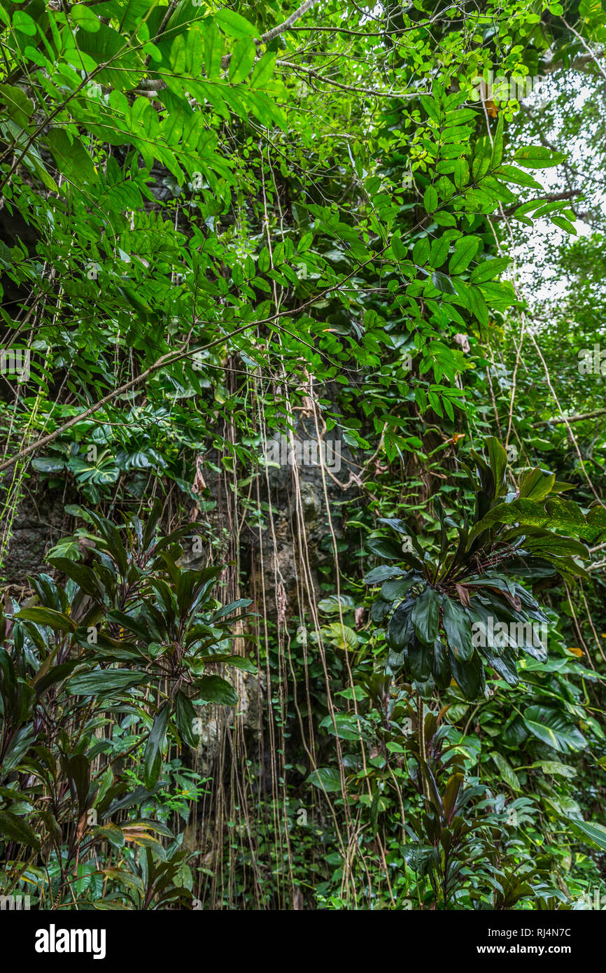 La végétation Üppige mit Palmen, Cueva del Indio, Tal, Provinz Vinales Pinar del Rio, Cuba, Republik Kuba, grosse Antillen, Süd-amerika Banque D'Images