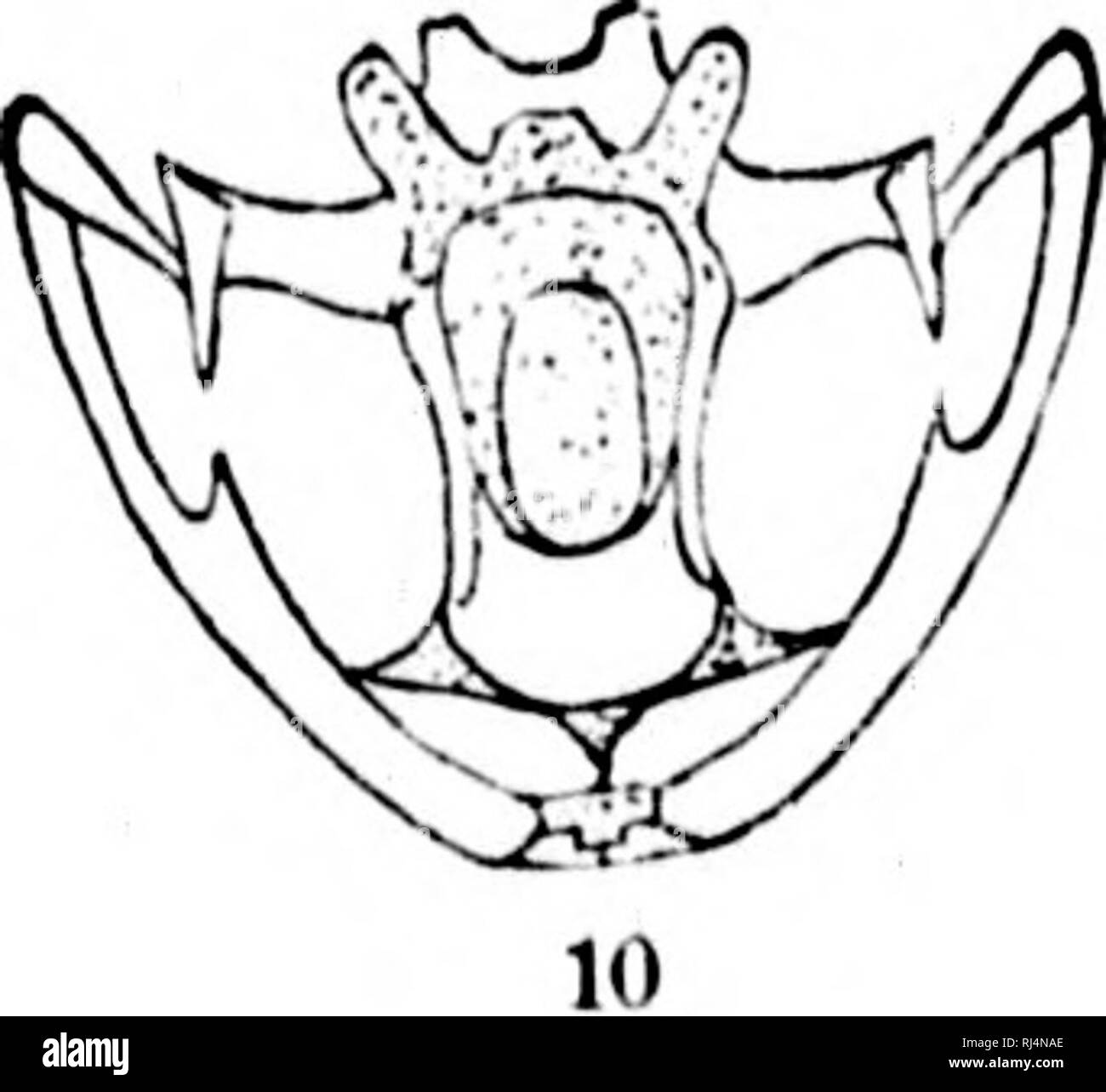 . L'Batrachia of North America [microform]. Les amphibiens ; Amphibiens. Ill. Veuillez noter que ces images sont extraites de la page numérisée des images qui peuvent avoir été retouchées numériquement pour plus de lisibilité - coloration et l'aspect de ces illustrations ne peut pas parfaitement ressembler à l'œuvre originale.. Faire face, E. D. (Edward Drinker), 1840-1897. Washington : G. P. O. Banque D'Images