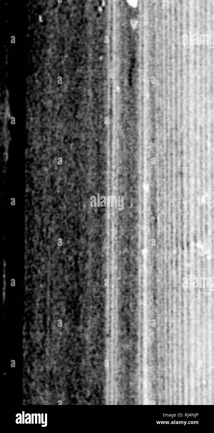 . Rapport d'une exploration dans le district du Yukon, T.N.-O., et partie nord adjacente de la Colombie-Britannique, 1887 [microforme]. Géologie ; géologie ; botanique ; arbres ; botanique ; arbres ; Indiens d'Amérique du Nord ; les Indiens d'Amérique du Nord ; Géologie ; Géologie ; botanique ; Arbres ; botanique ; Arbres ; Indiens ; Indiens. 202 b du DISTRICT DU YUKON ET DE LA Colombie-britannique.. Tribus ci-dessous Fort Selkirk. Numéro. J'egion. Encore une fois, le Campbell a rencontré des Indiens sur la rivière Pelly étaient Indiens, des couteaux" et qu'il peut y avoir très peu de doute que le véritable nom de cette tribu est es-piirto-ti-na, formé par la com Banque D'Images