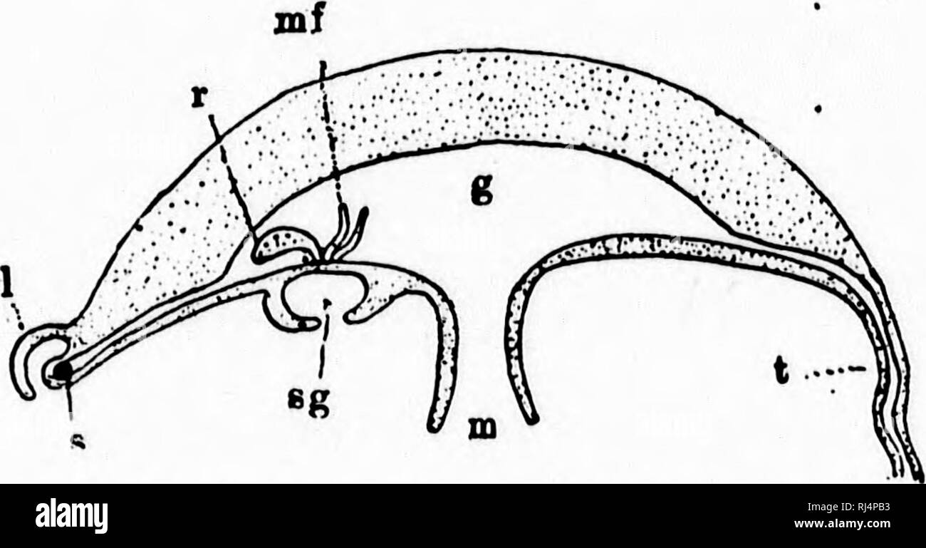 . Un manuel de morphologie d'invertébrés [microform]. D'invertébrés ; la morphologie (animaux) ; Morphologie ; invertébrés (animaux). 98 LA MORPHOLOGIE DES INVERTÉBRÉS. dans les organes des sens (Fig. 50, S) situé près de la marge de la cloche et plus ou moins enfermés dans des chambres spéciales par la croissance autour d'eux des plis de la substance bell ( ?). Du centre de la sous-ombrelle, il y a le manubrium (wi), l'extremit}' de ce qui est souvent longue en quatre lobes allongés, à la bouche et au-dessus il communique avec la cavité gastrique, gr, qui dans les formes simples s'étend à la marge de la bell, être obli Banque D'Images