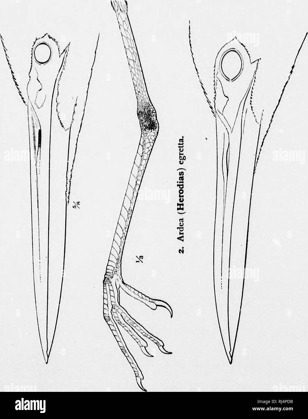 . Un manuel d'oiseaux d'Amérique du Nord [microforme]. Les oiseaux ; ornithologie ; Oiseaux ; Ornithologie. I. Ardea herodias.. N, V.ri. Veuillez noter que ces images sont extraites de la page numérisée des images qui peuvent avoir été retouchées numériquement pour plus de lisibilité - coloration et l'aspect de ces illustrations ne peut pas parfaitement ressembler à l'œuvre originale.. Ridgway, Robert, 1850-1929. Philadelphia : J. B. Lippincott Banque D'Images
