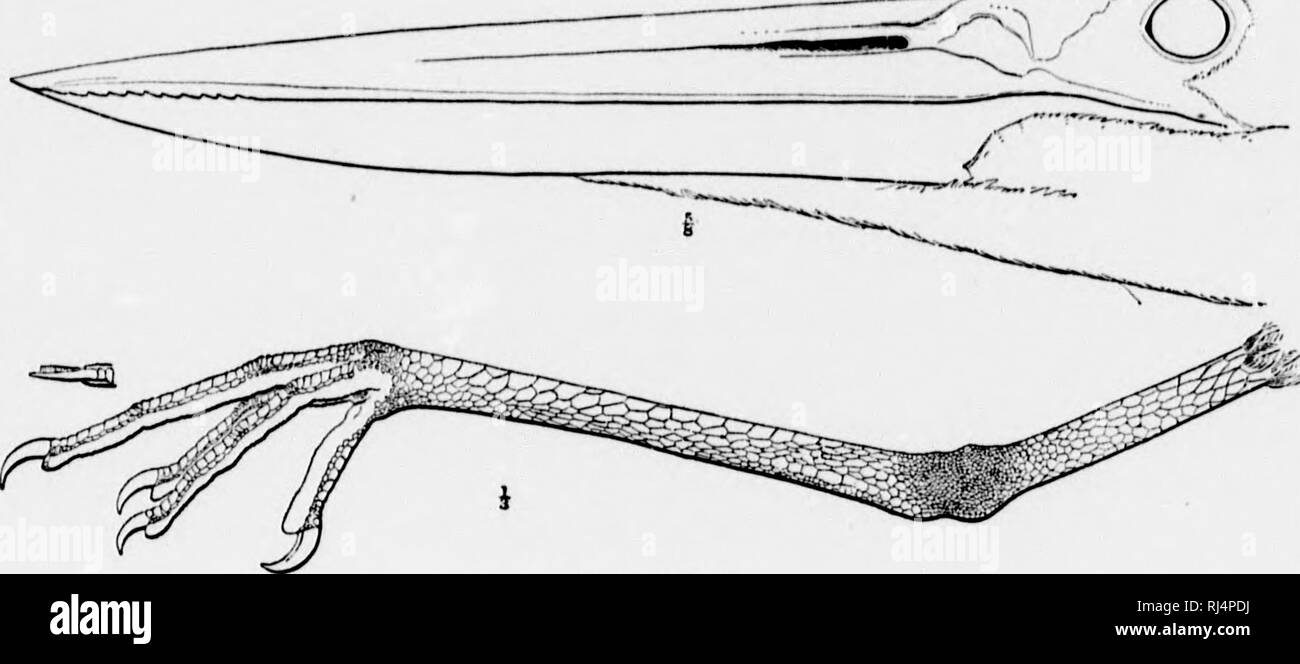 . Un manuel d'oiseaux d'Amérique du Nord [microforme]. Les oiseaux ; ornithologie ; Oiseaux ; Ornithologie. XXXIV la plaque. L'homme. N. Am. B. Je ! I s ;. I. Ardea herodias.. Veuillez noter que ces images sont extraites de la page numérisée des images qui peuvent avoir été retouchées numériquement pour plus de lisibilité - coloration et l'aspect de ces illustrations ne peut pas parfaitement ressembler à l'œuvre originale.. Ridgway, Robert, 1850-1929. Philadelphia : J. B. Lippincott Banque D'Images