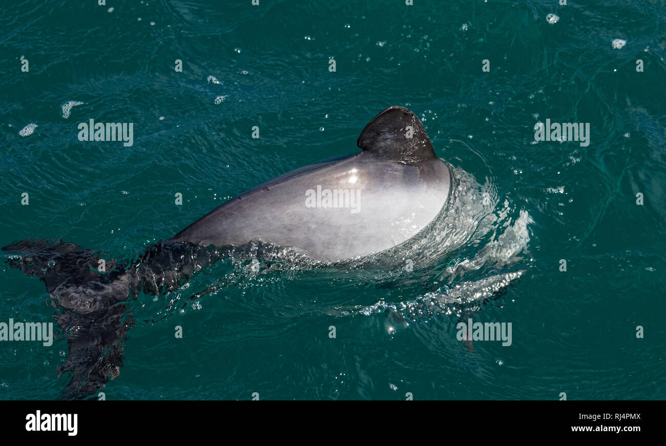 Hectors, Dolphin Dolphin en voie de disparition, en Nouvelle-Zélande. Endémique de cétacés à Akaroa dans l'île sud de la Nouvelle-Zélande. Banque D'Images