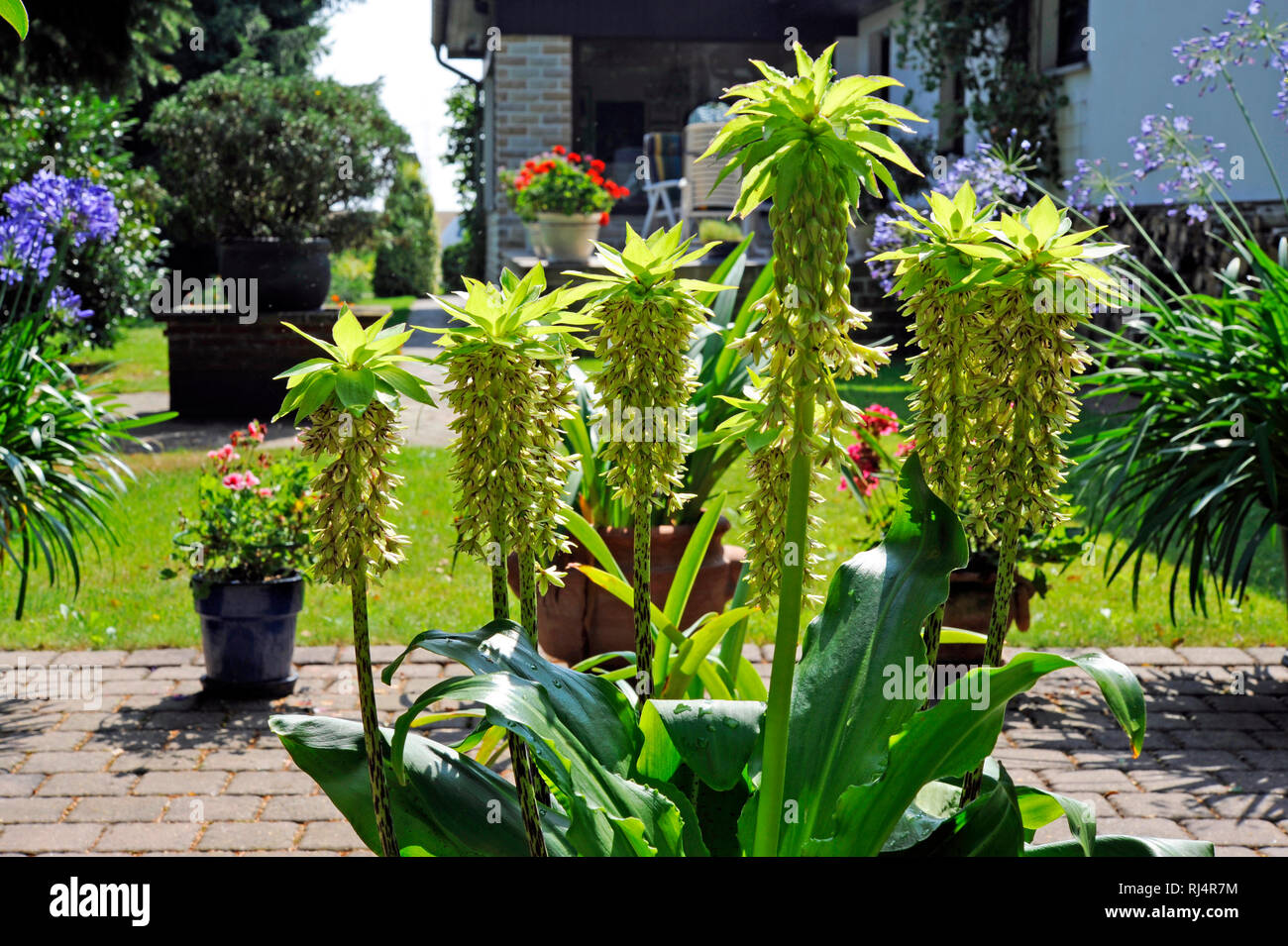 Bl ?hende Schopflilien Ananaslilien Ananasblumen oder auch,, Terrasse, Banque D'Images