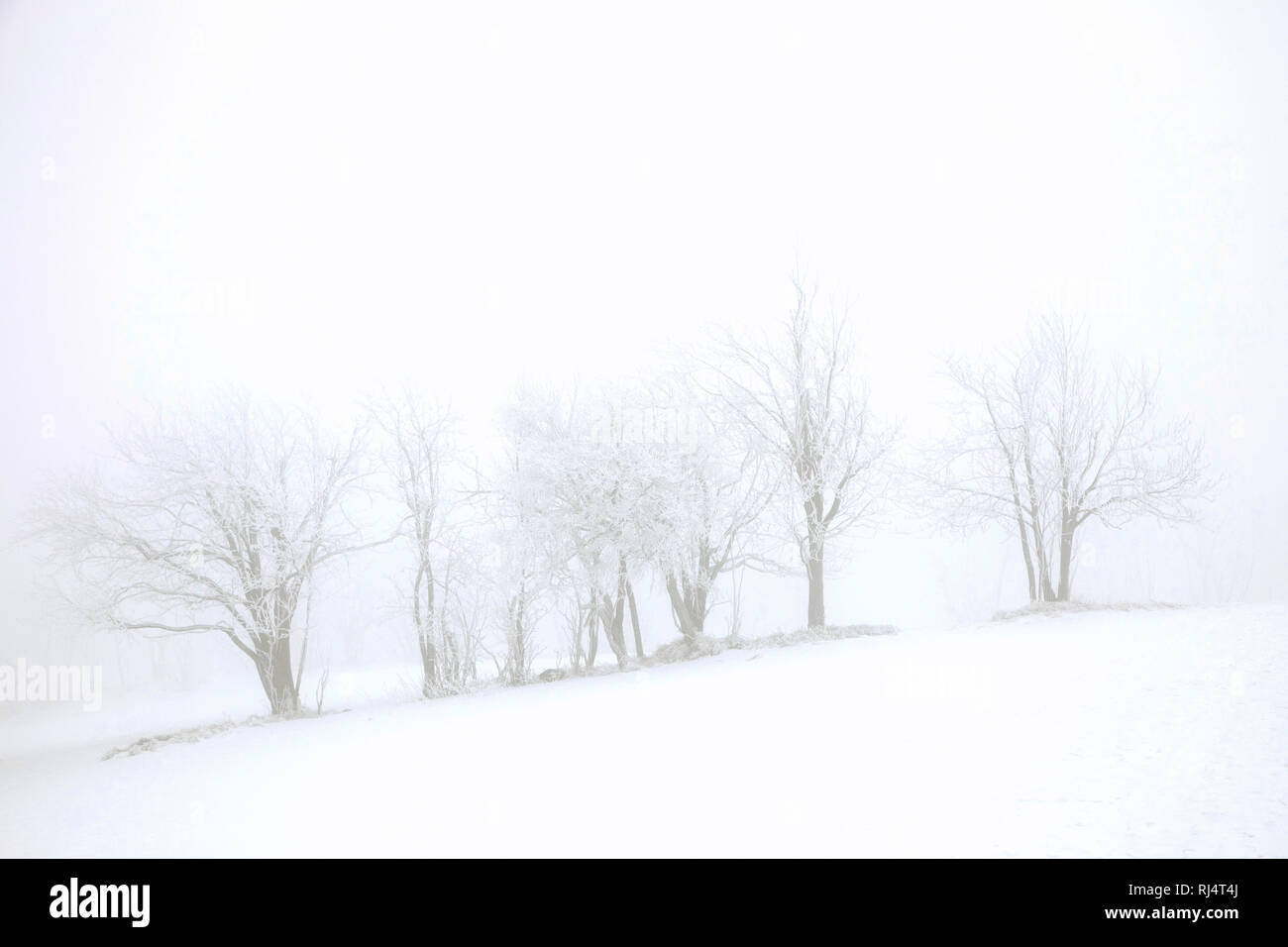 B ?ume, Schnee, hiver, Landschaft Banque D'Images